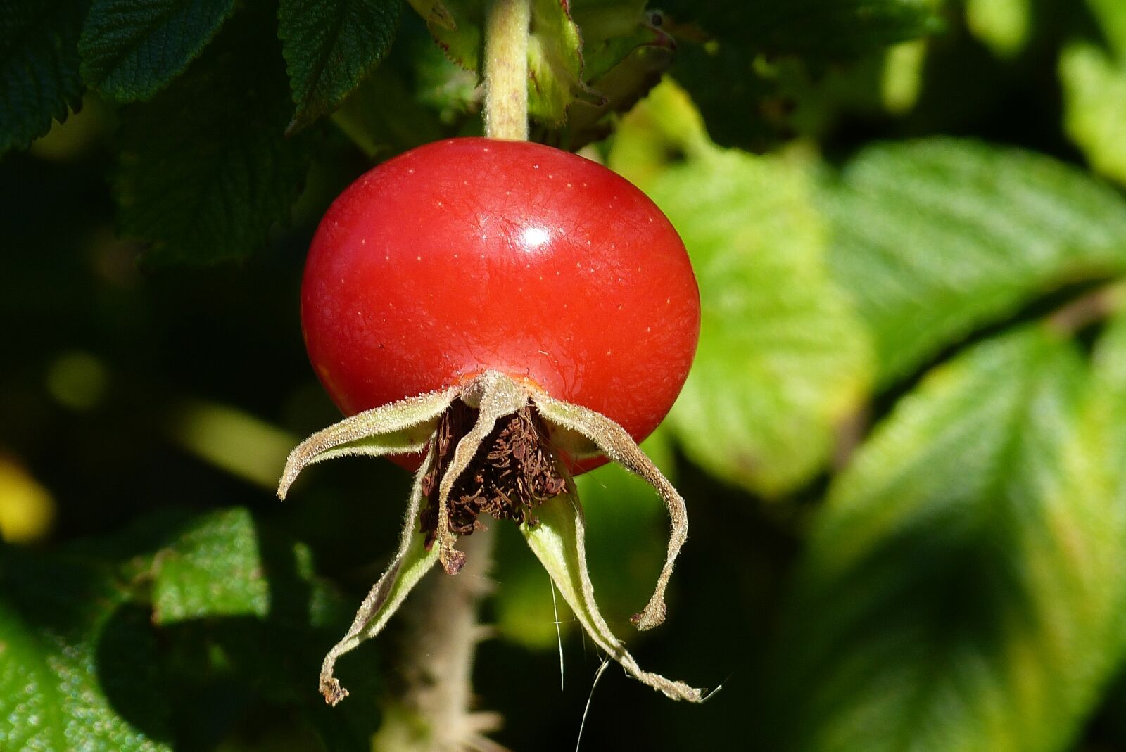 Panasonic Lumix DMC-FZ150 sample photo. Rose hip, nature, leaves photography
