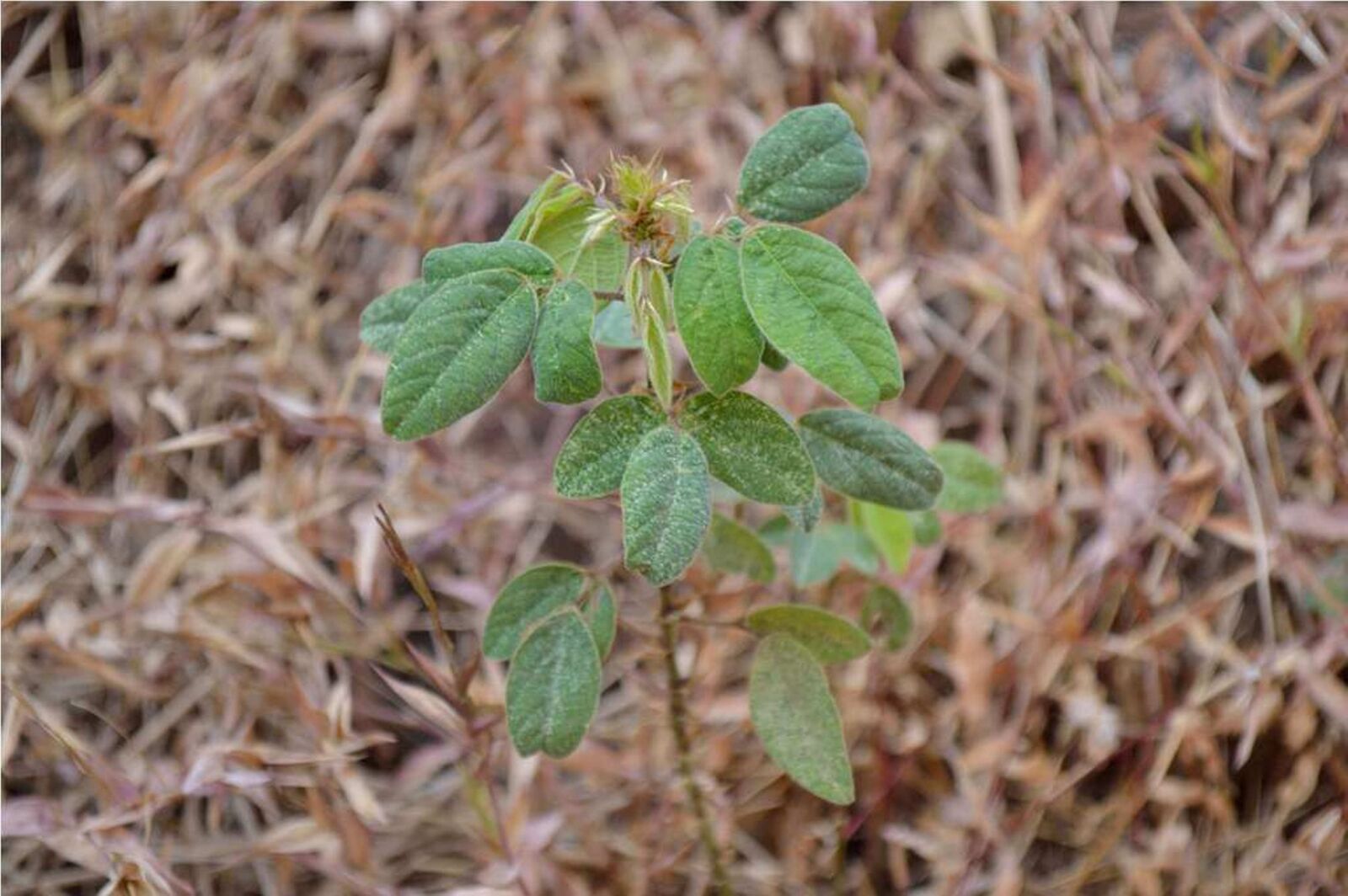 Nikon D3200 sample photo. Plants, nature, leaves photography