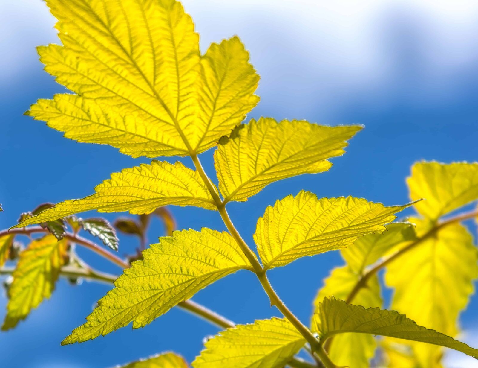 Nikon D3300 sample photo. Flora, leaf, wood, summer photography