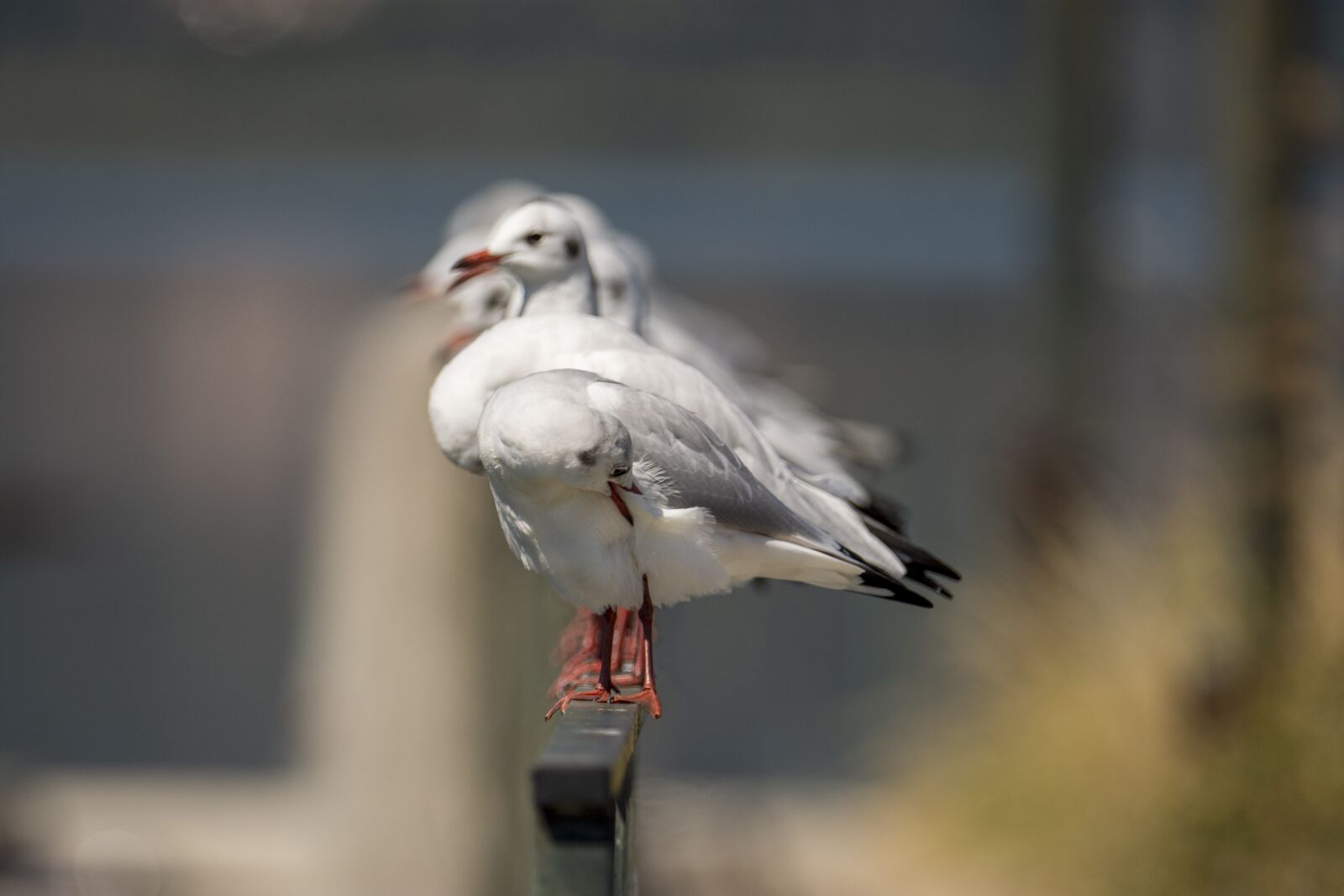 Nikon D7200 sample photo. Seagulls, gulls, birds photography