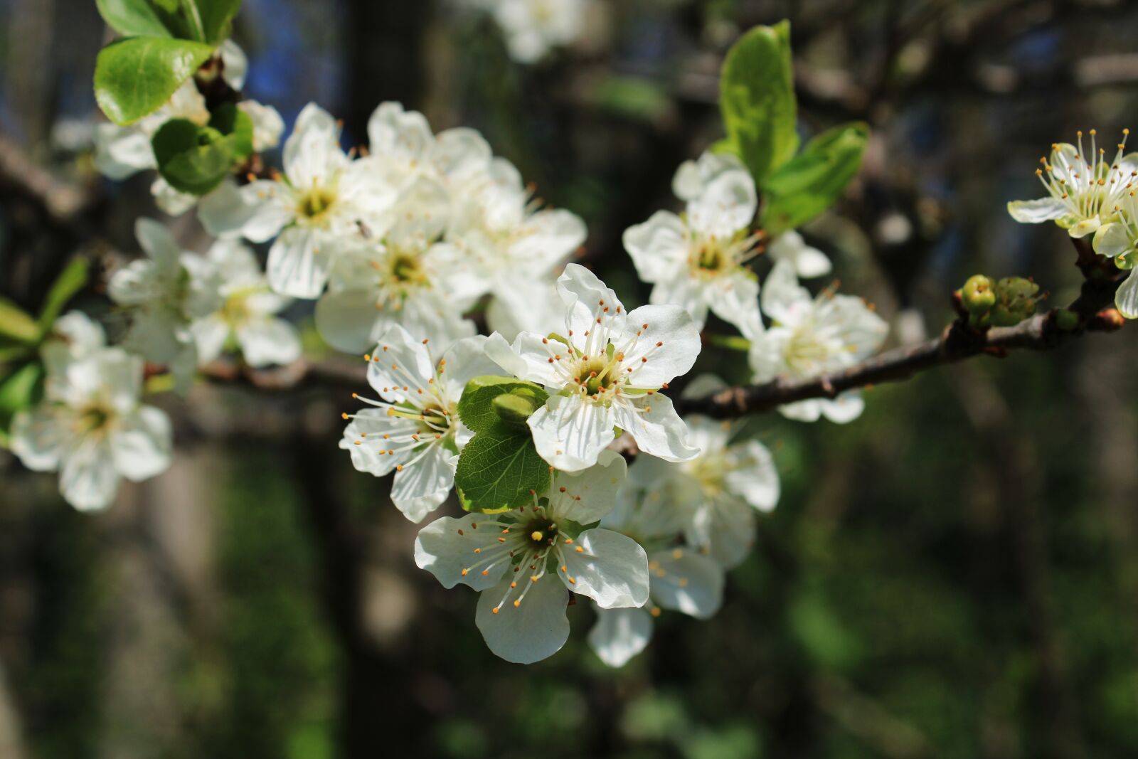 Canon EOS 2000D (EOS Rebel T7 / EOS Kiss X90 / EOS 1500D) sample photo. Blossom, plum blossom, branch photography