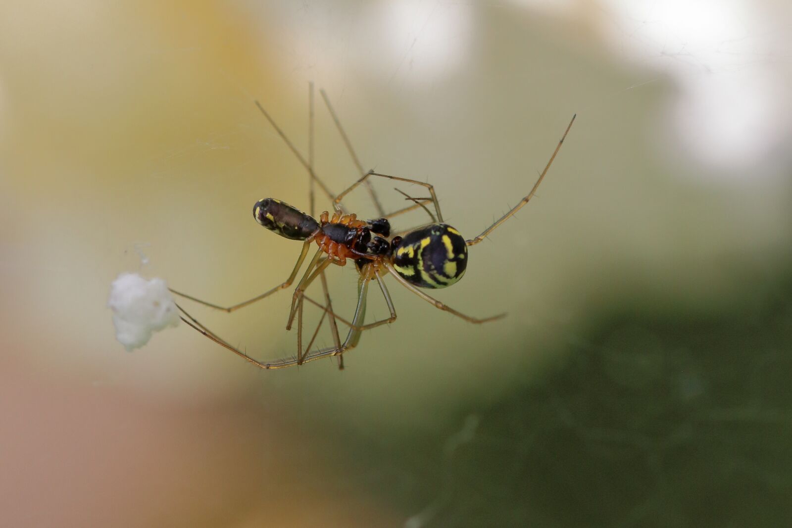 Canon EOS 80D sample photo. Spider, pairing, spin photography