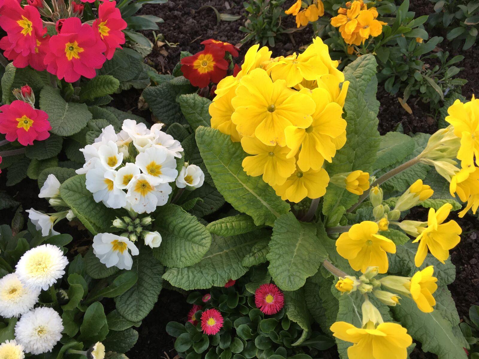 iPhone SE back camera 4.15mm f/2.2 sample photo. Flowers, spring, plants photography