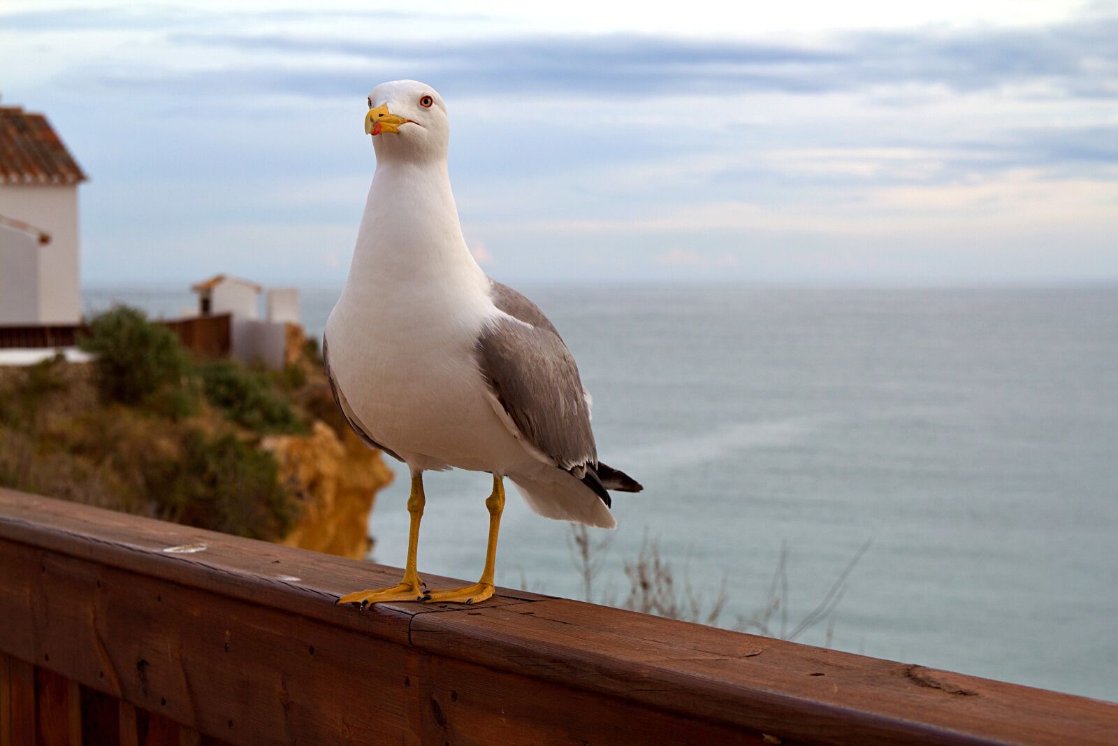 Canon EOS 600D (Rebel EOS T3i / EOS Kiss X5) sample photo. Portugal, albufeira, algarve photography