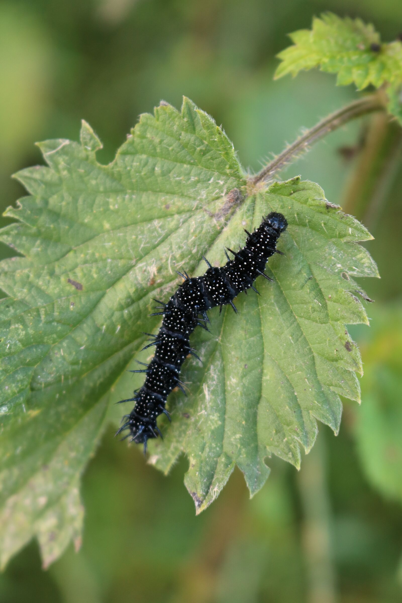 Canon EOS 750D (EOS Rebel T6i / EOS Kiss X8i) sample photo. Peacock butterfly caterpillar, black photography