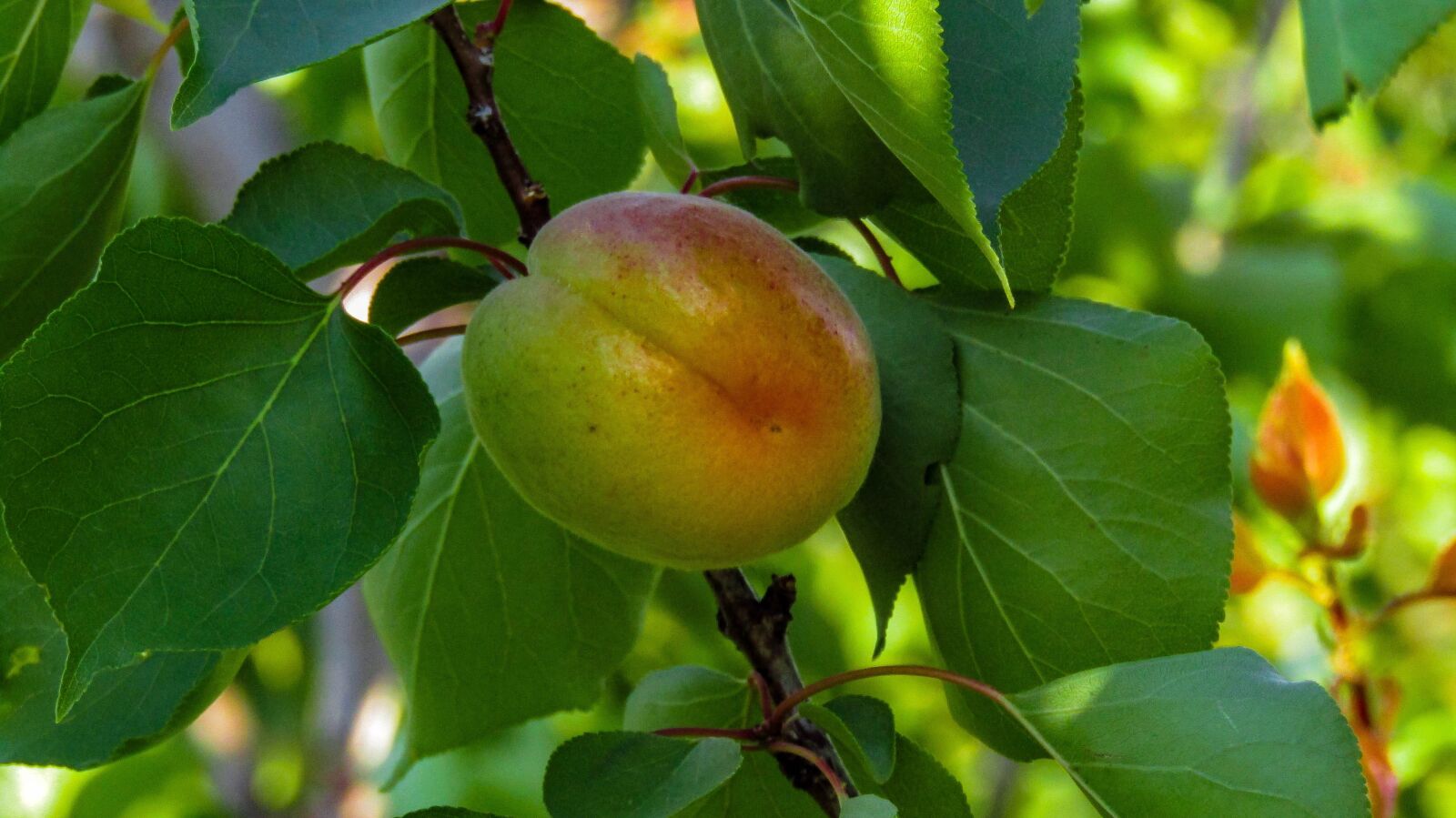 Персик с листиком