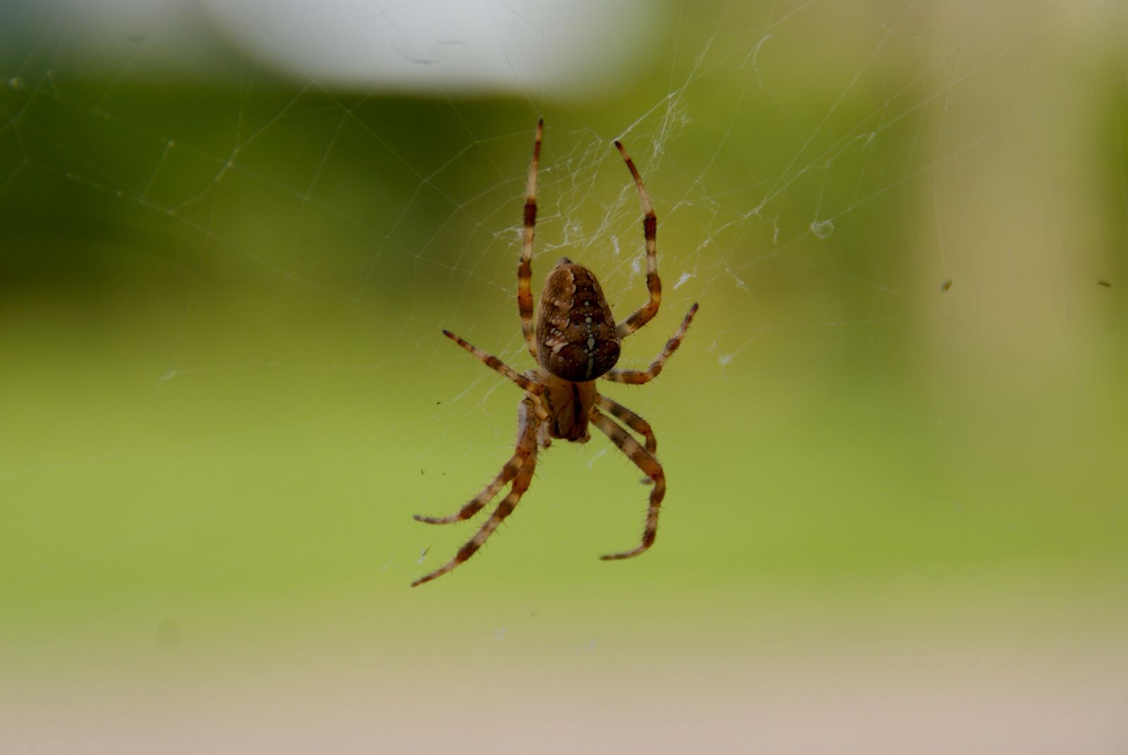 Sony Alpha DSLR-A200 sample photo. Bug, spin, web photography