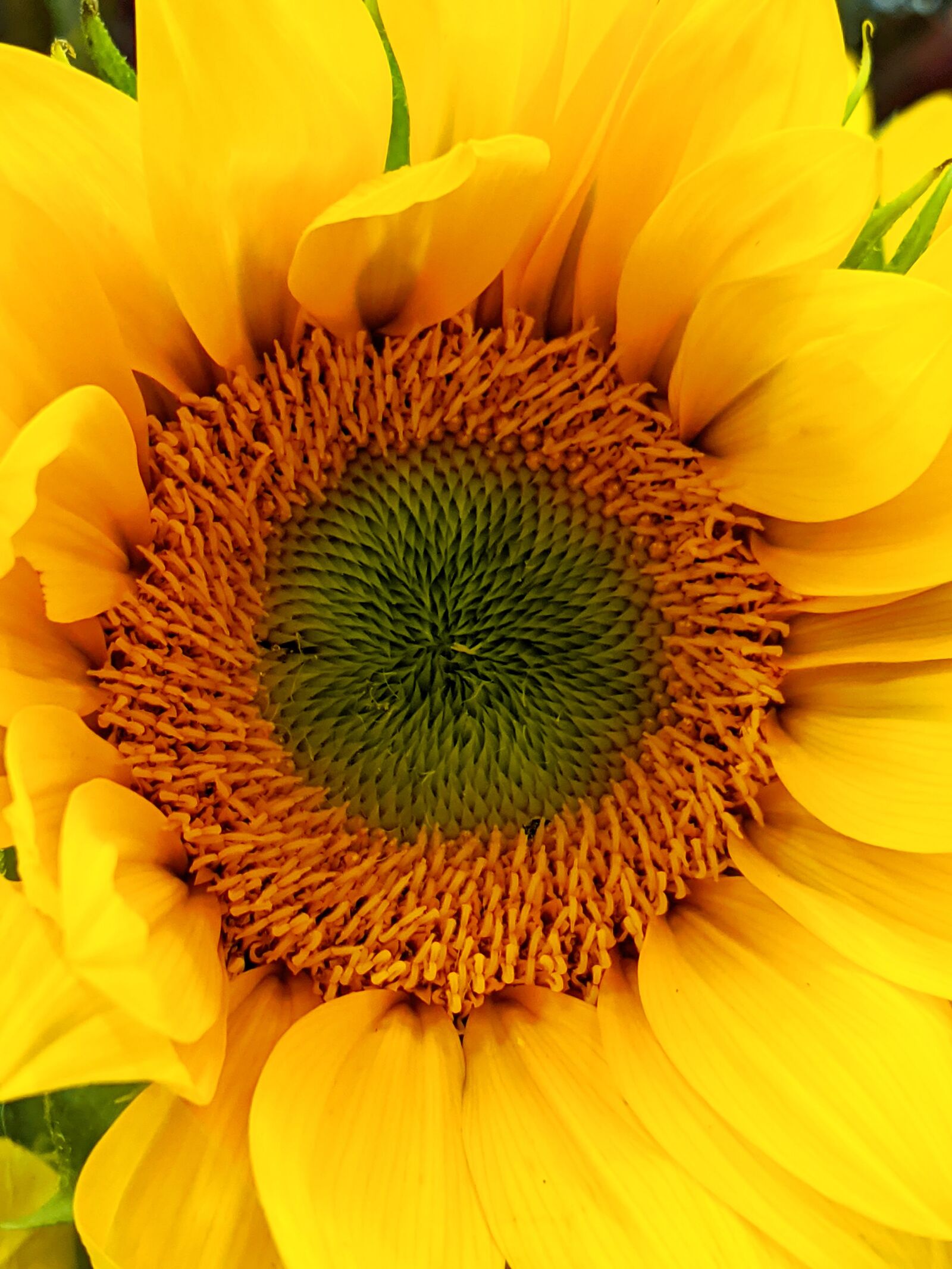 Google Pixel 3 XL sample photo. Sunflower, flower, yellow petals photography