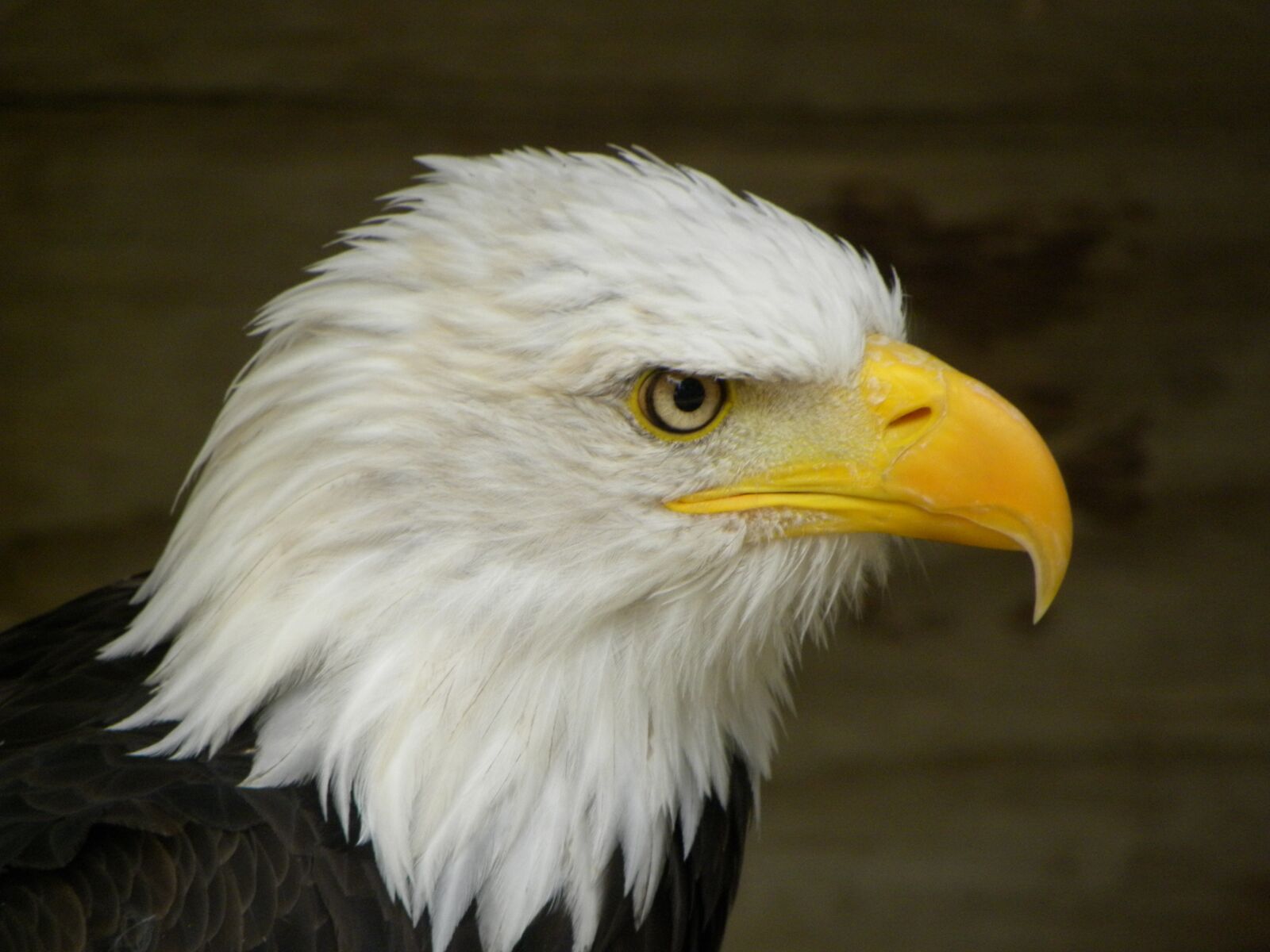 Nikon Coolpix P90 sample photo. Bald eagle, eagle, bird photography