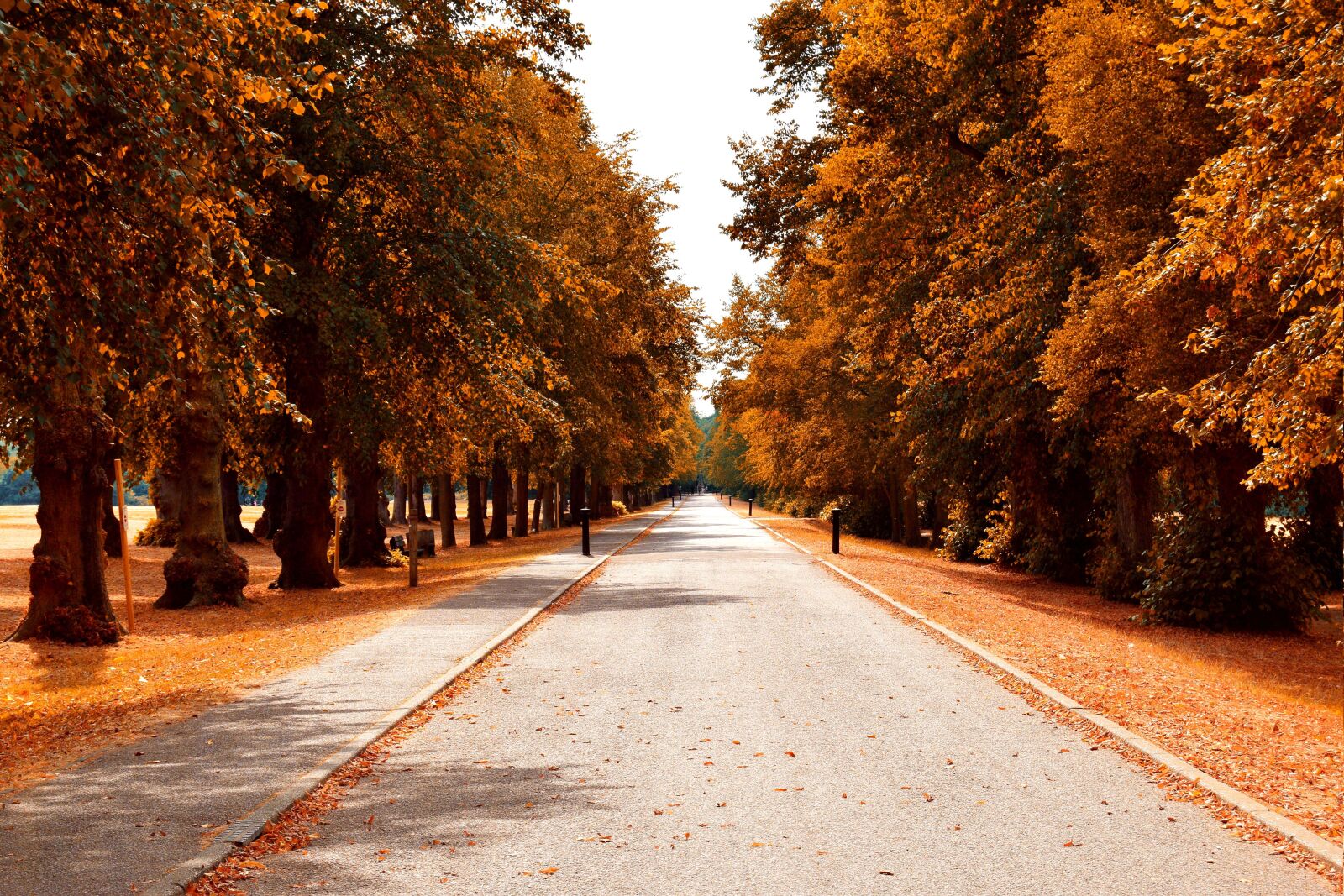 Nikon D3300 sample photo. Autumn, trees, leaves photography