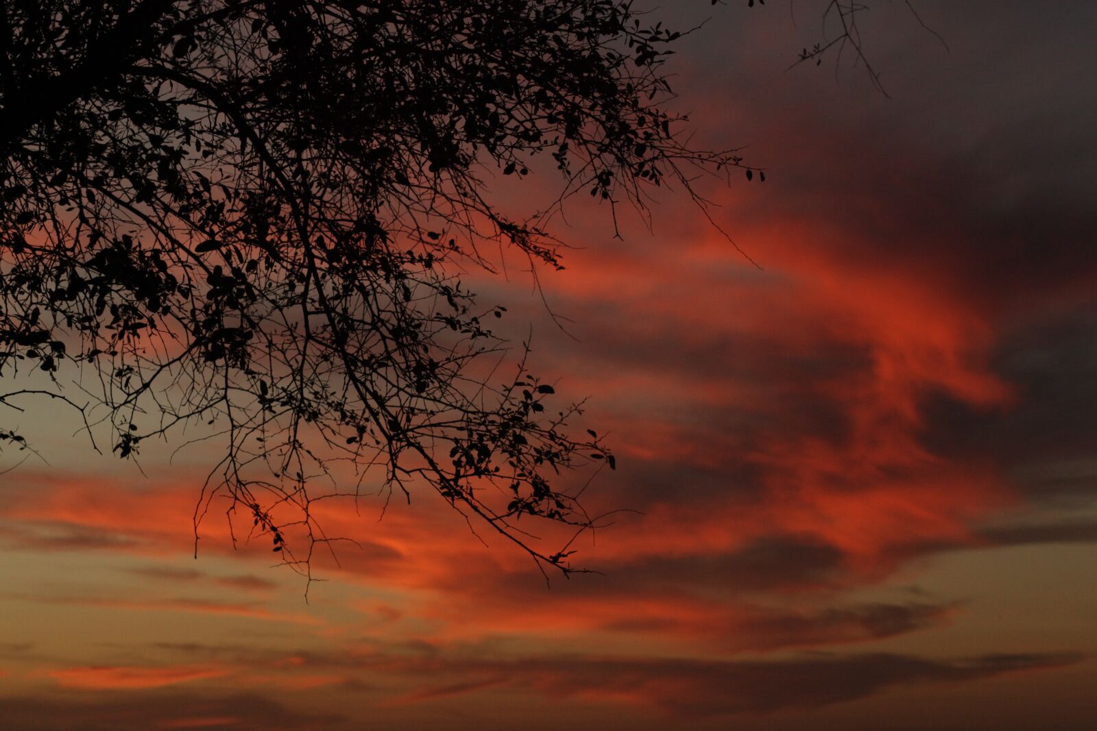 Canon EOS 5D Mark II sample photo. Sunset, tree, israel photography
