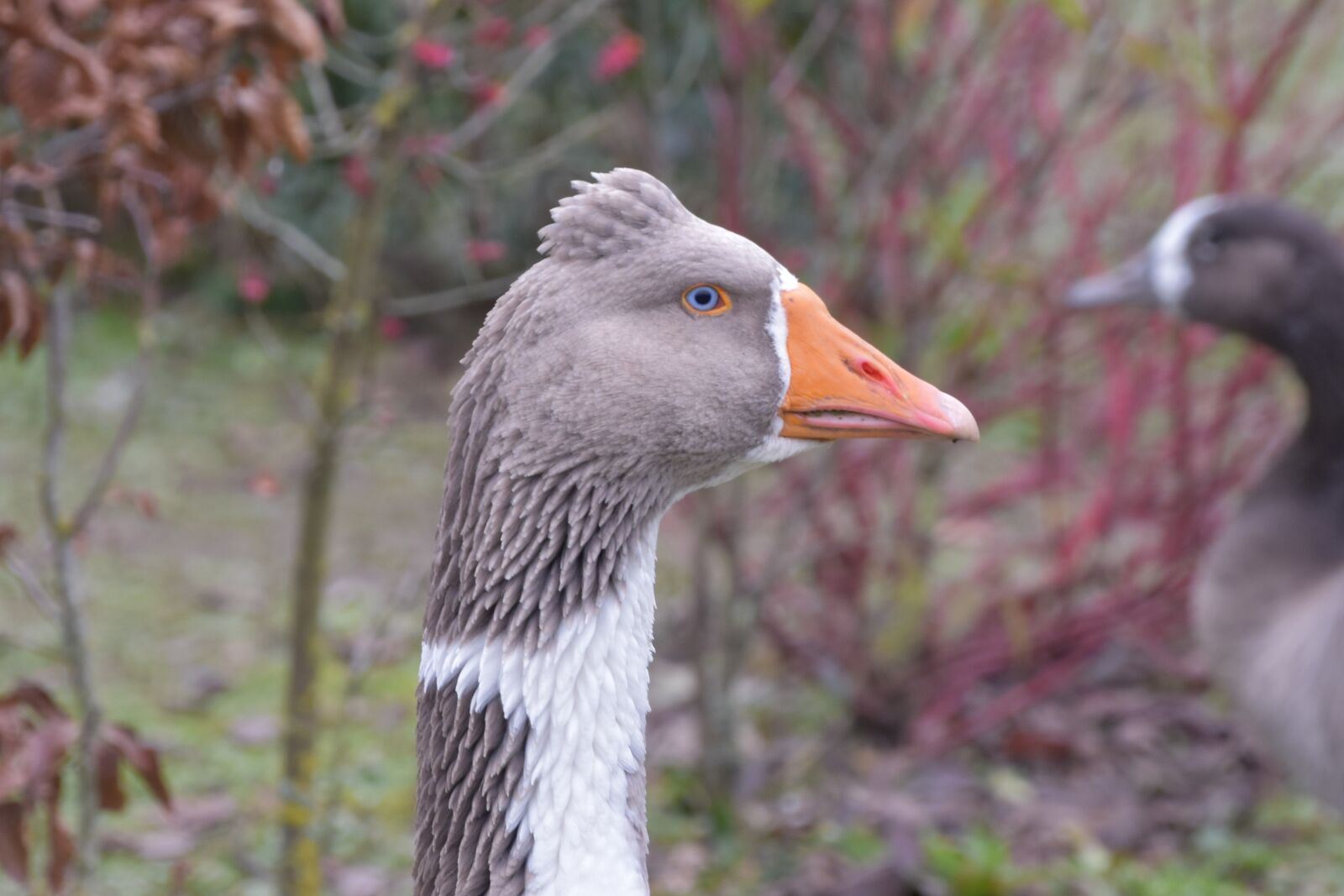 Nikon D5600 sample photo. Goose, volatile, plumage photography