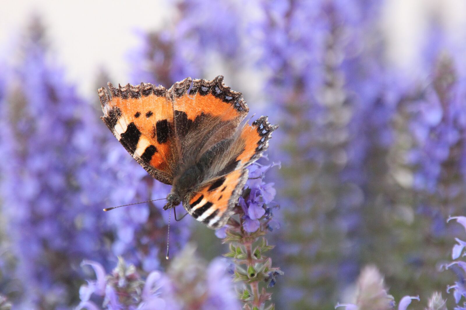 Canon EOS 600D (Rebel EOS T3i / EOS Kiss X5) sample photo. Butterfly, nature, flower photography