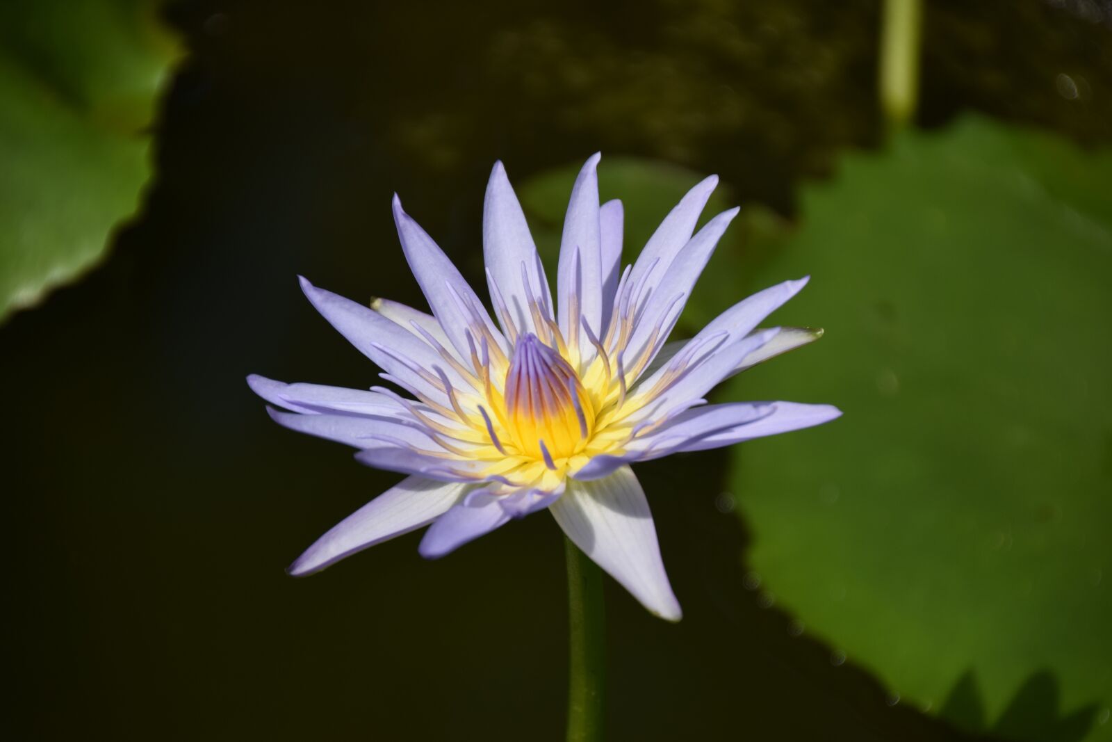 Nikon D5300 sample photo. Lily, flower, water flower photography