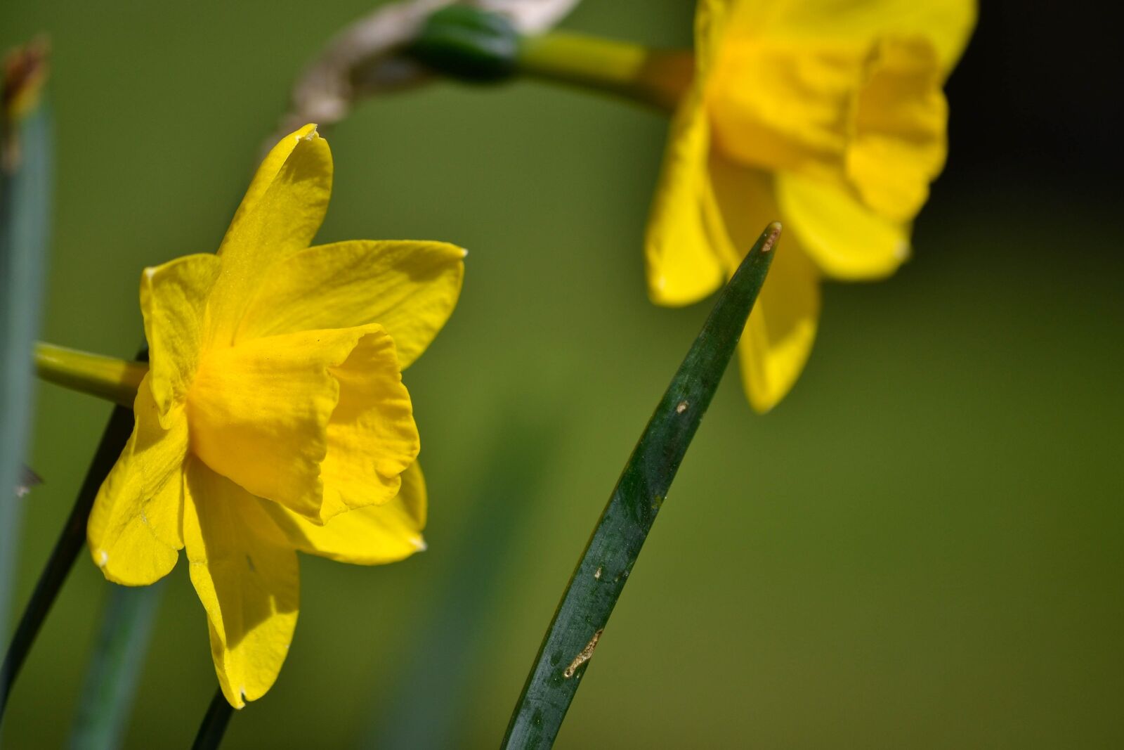 Nikon D3100 sample photo. Daffodil, flower, yellow photography