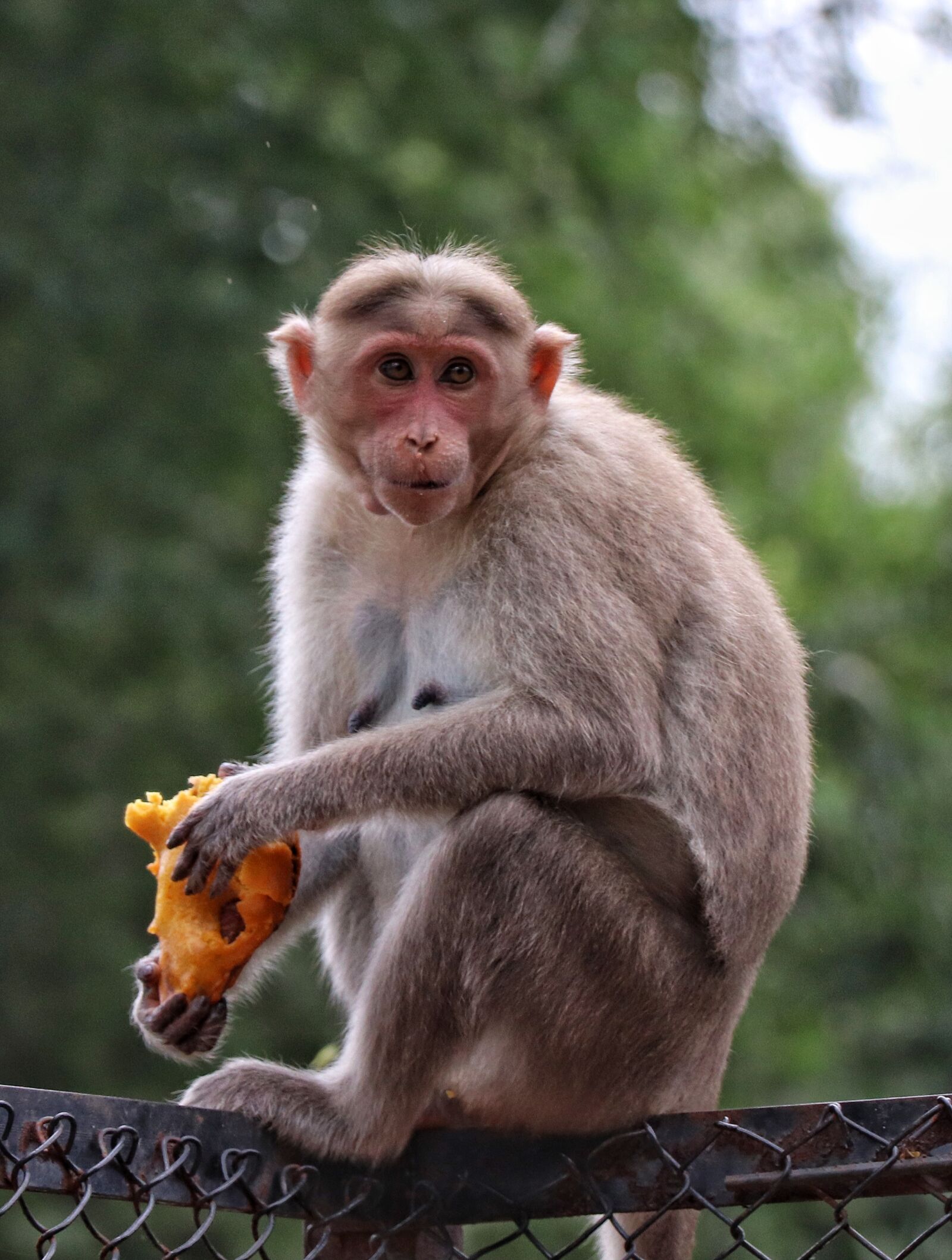 Canon EOS 77D (EOS 9000D / EOS 770D) sample photo. Monkey, wildlife, animals photography