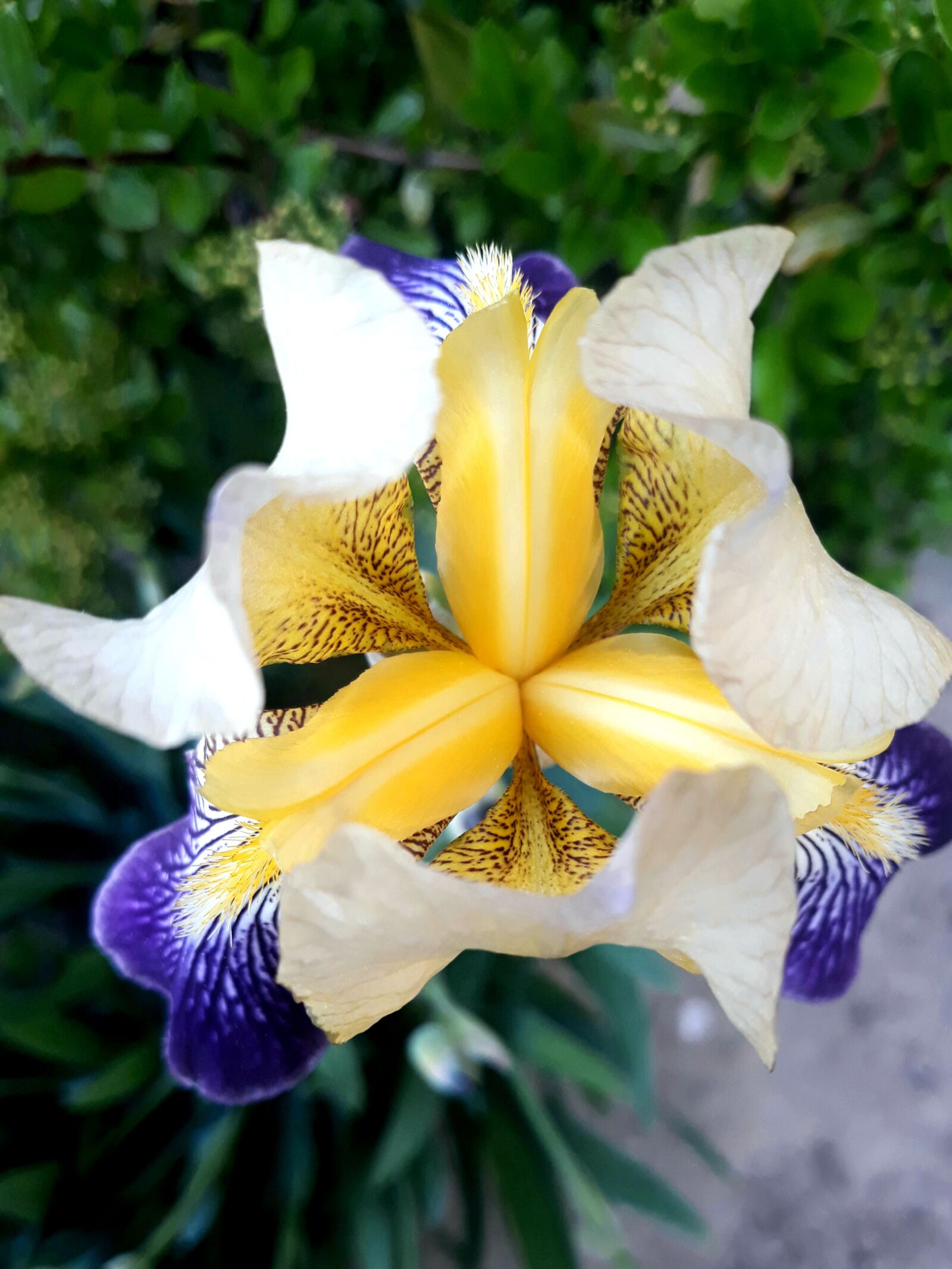Samsung Galaxy J7 sample photo. Photo, flower, image photography