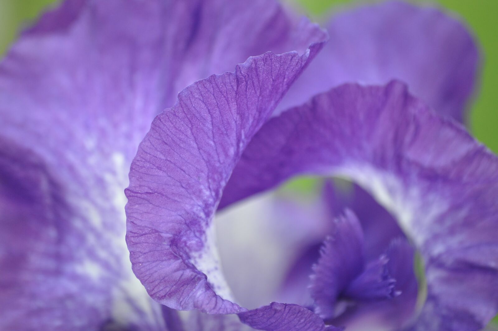 Nikon D5000 sample photo. Iris, flower, plant photography