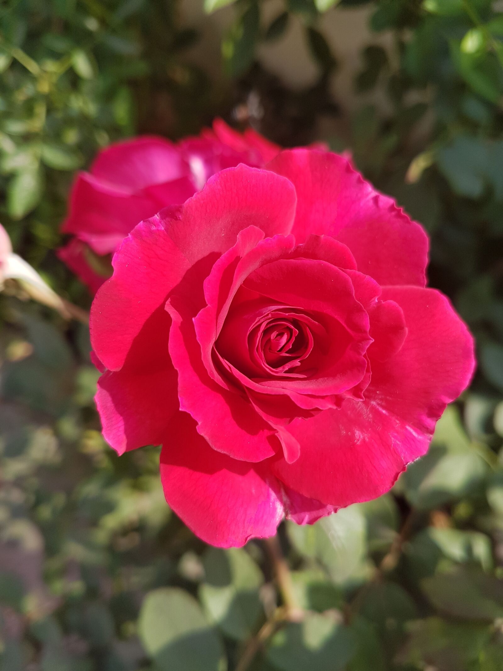 Samsung Galaxy S7 Edge sample photo. Red, roses photography