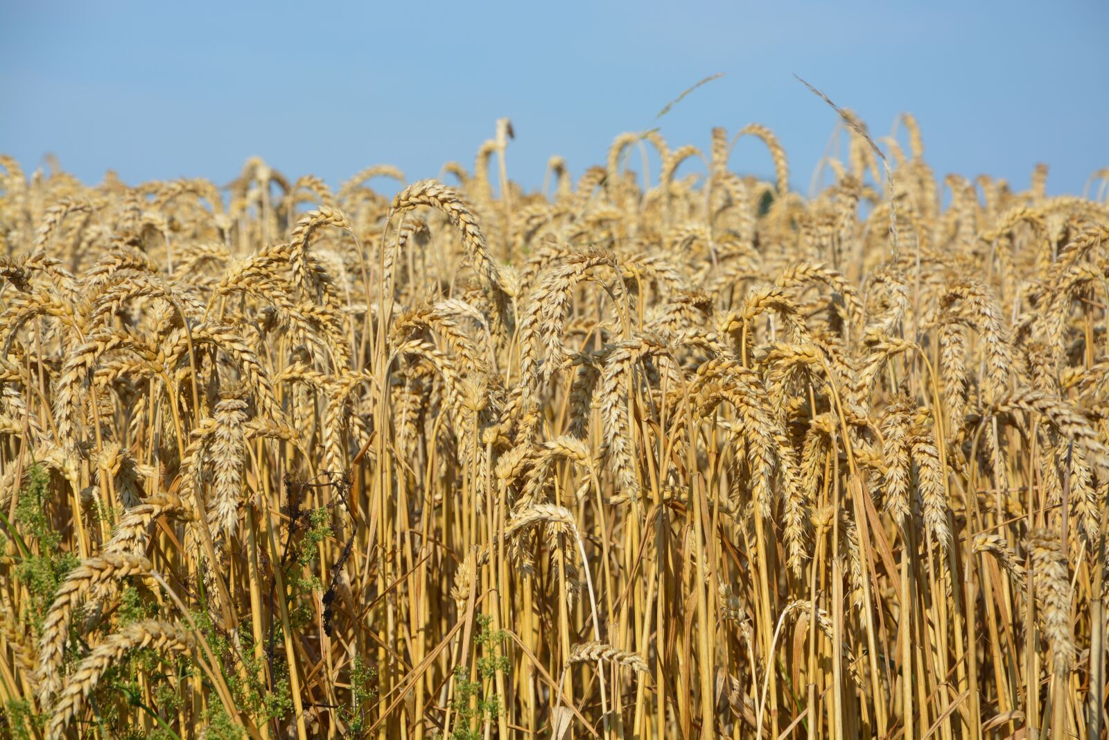 Nikon D5200 sample photo. Wheats, wheat fields, cereals photography