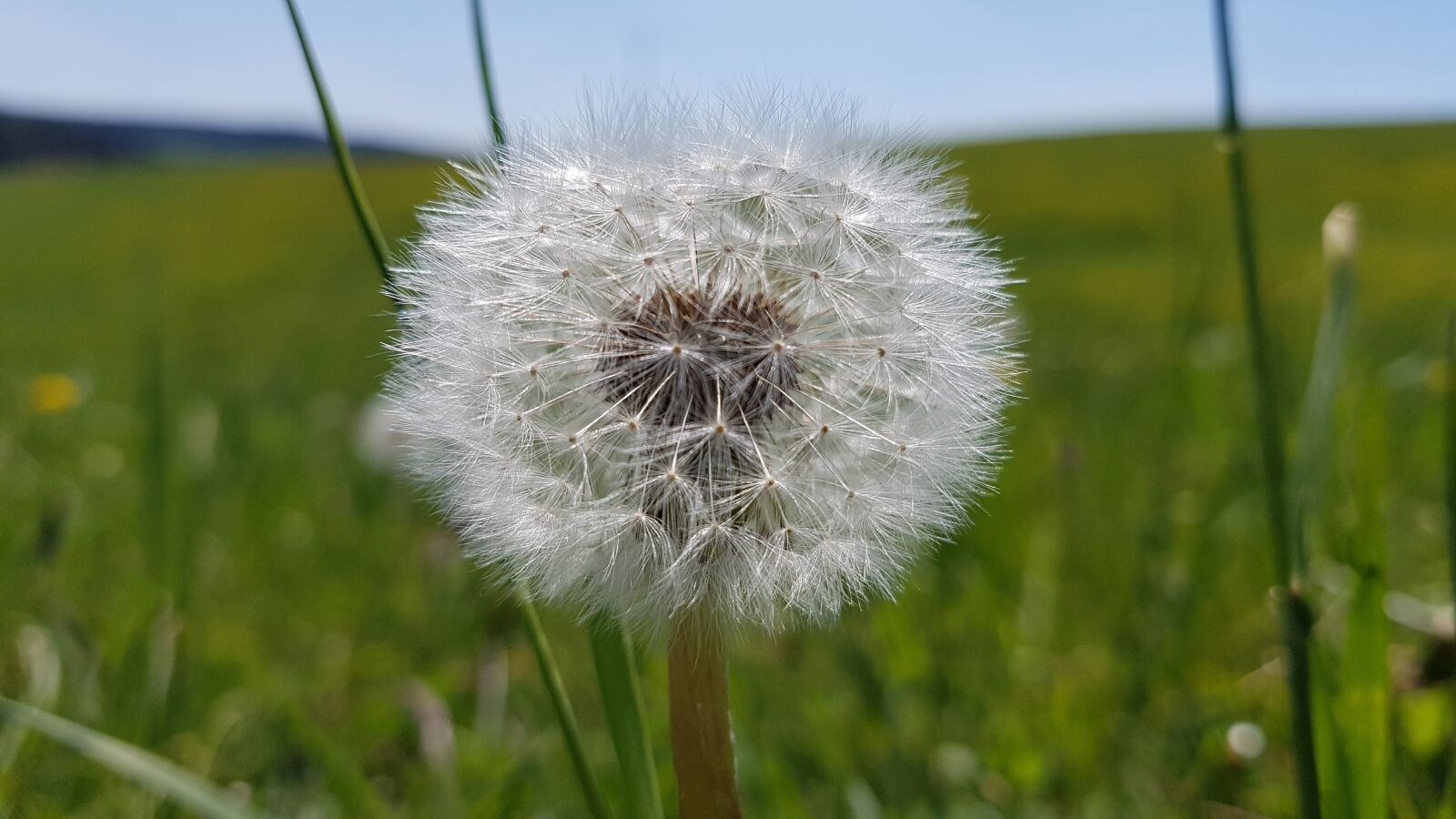 Samsung Galaxy S7 sample photo. Dandelion, meadow photography