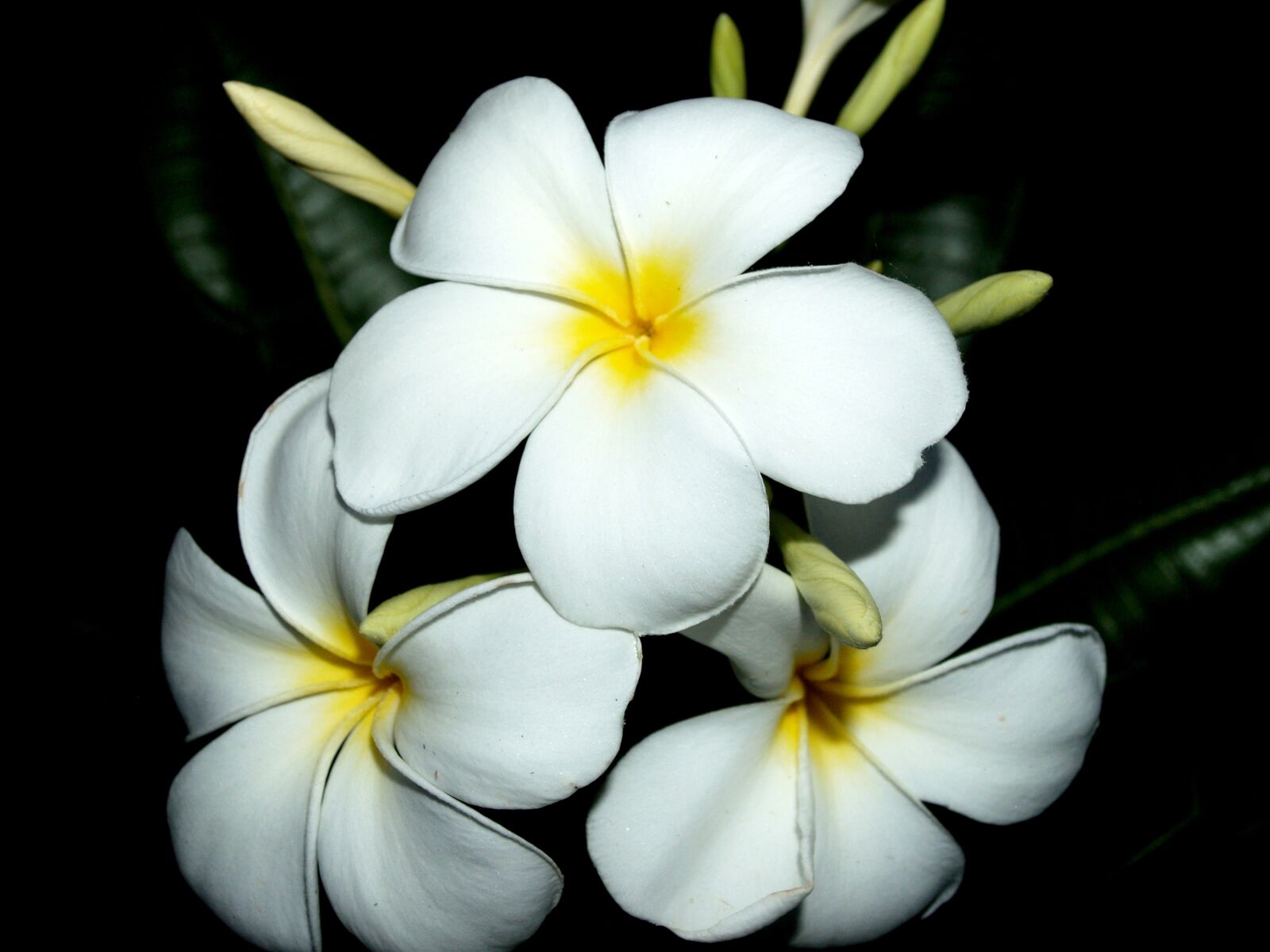 Olympus E-300 (EVOLT E-300) sample photo. Plumeria, closeup, tree photography