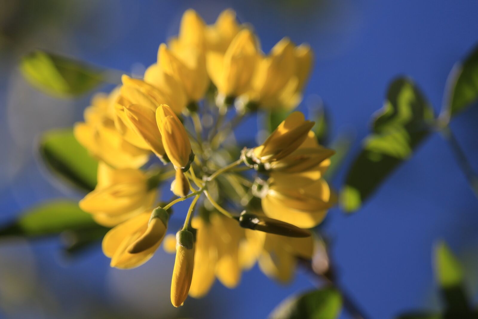 Canon EOS 700D (EOS Rebel T5i / EOS Kiss X7i) sample photo. Laburnum, spring, yellow photography