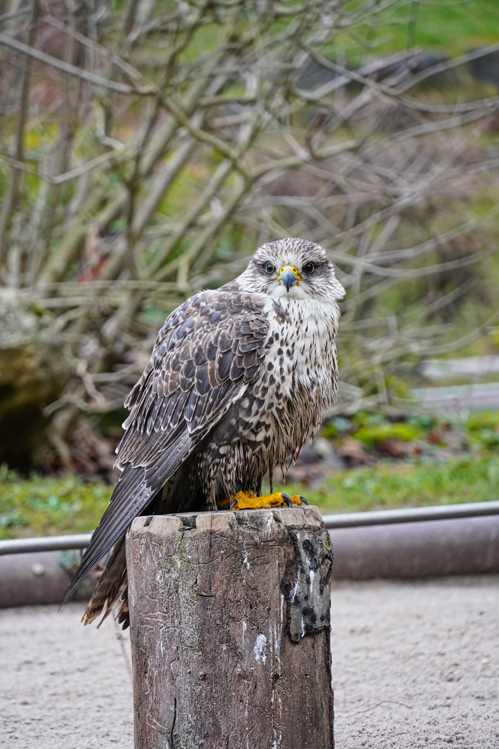 Sony E 18-135mm F3.5-5.6 OSS sample photo. Bird, bird park, nature photography