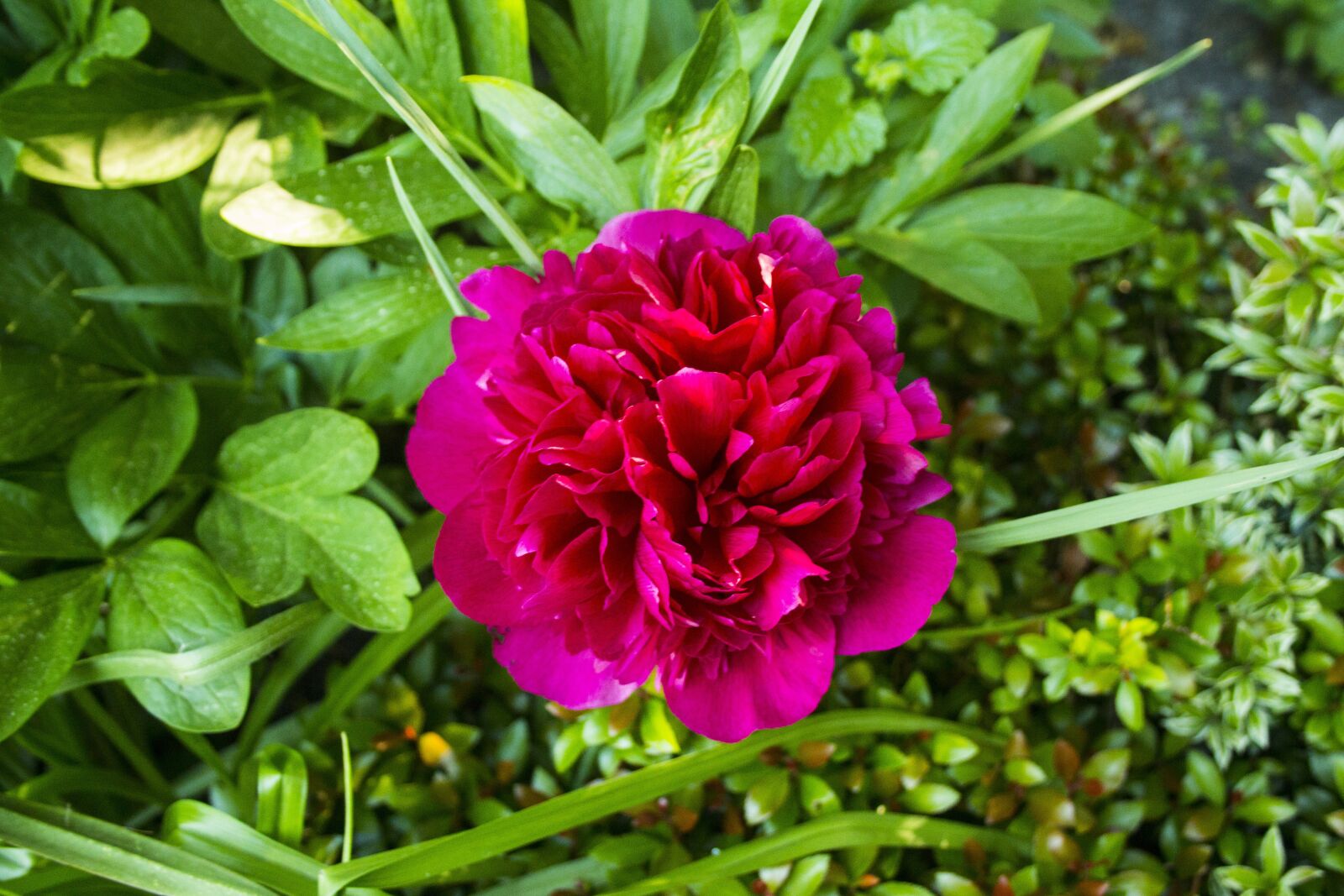 Canon EF-S 18-55mm F3.5-5.6 II sample photo. Common peony, garden, nature photography