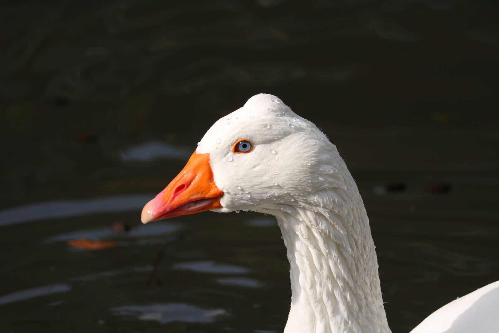 Canon EOS 750D (EOS Rebel T6i / EOS Kiss X8i) sample photo. Bird, animal world, feather photography
