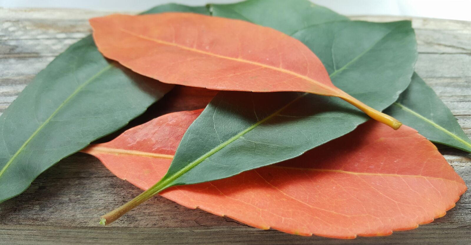 Samsung Galaxy Note5 sample photo. Leaves, fall, fall colors photography