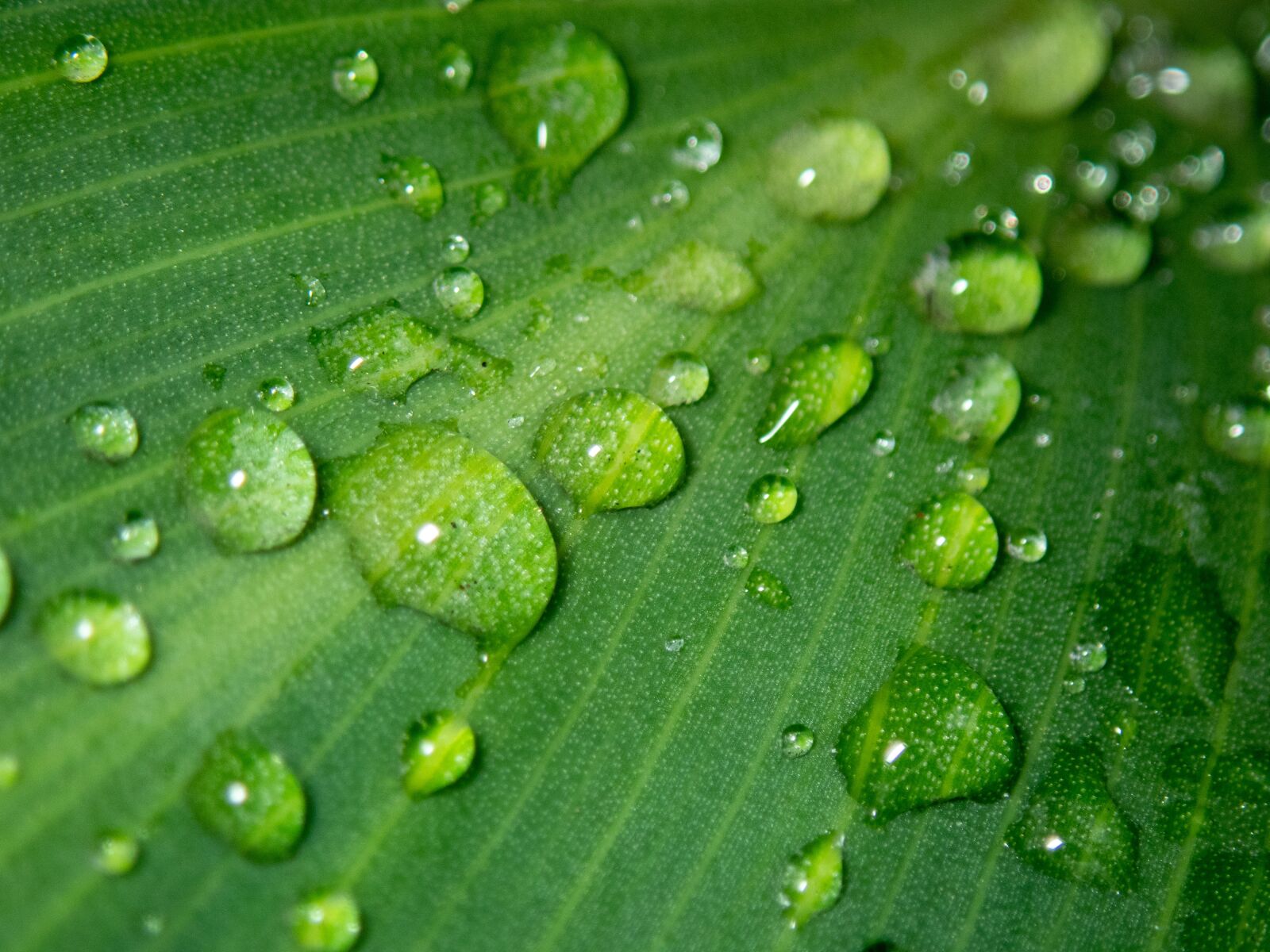 Olympus TG-5 sample photo. Drops, green, leave photography