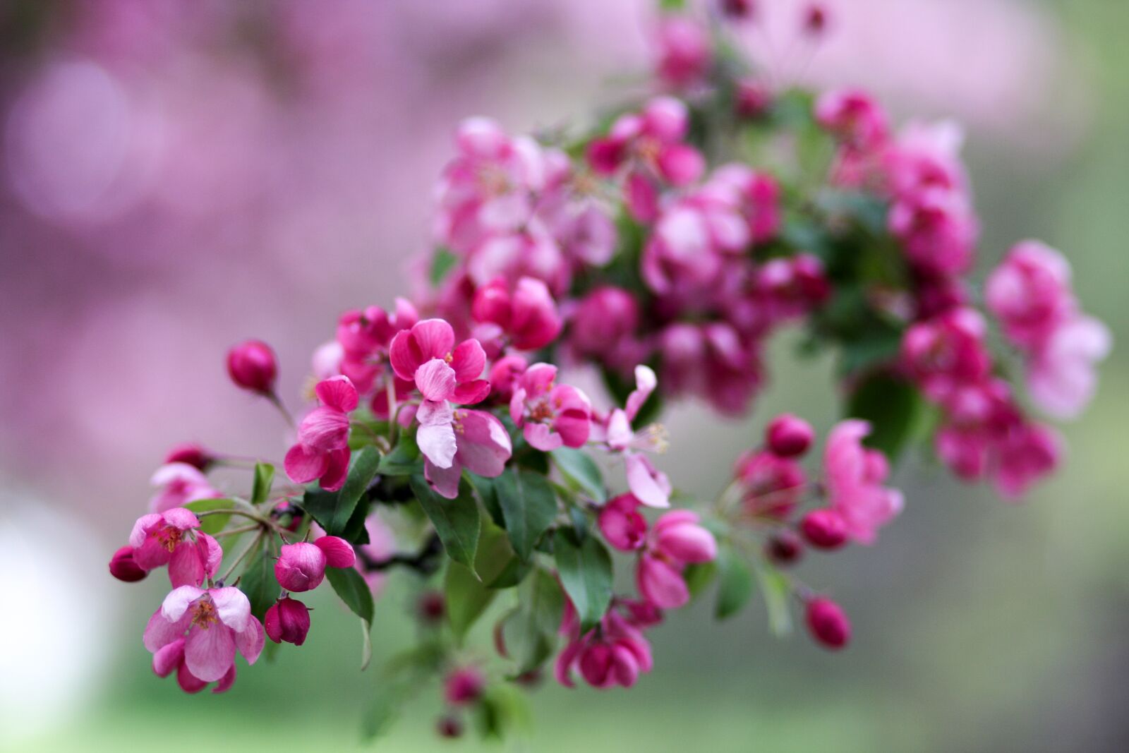 Canon EOS 40D sample photo. Spring, begonia, garden photography