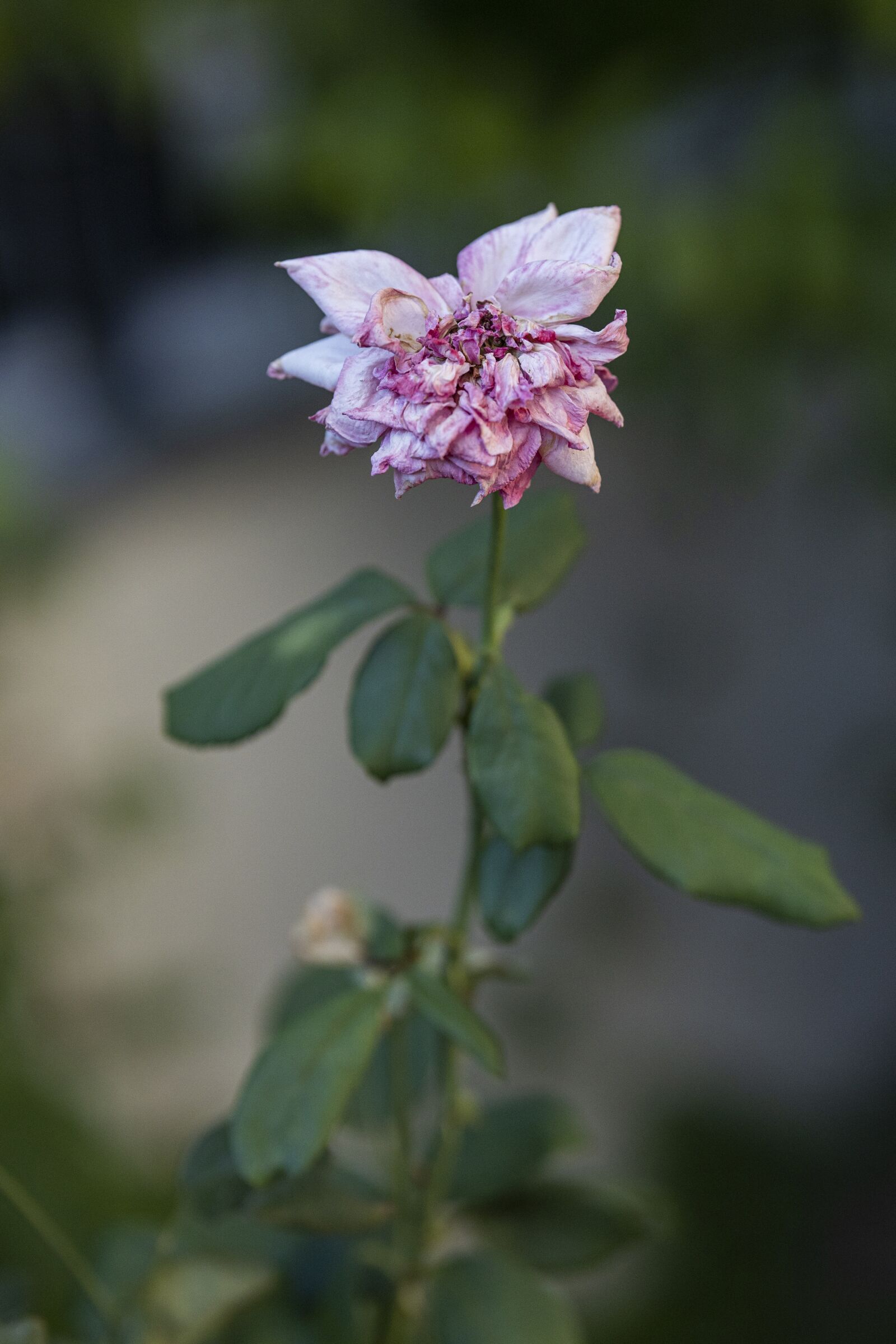 Canon RF 85mm F1.2L USM sample photo. Rose, pink, flower photography