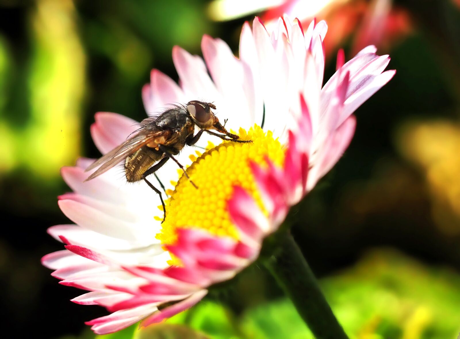 Olympus M.Zuiko Digital ED 60mm F2.8 Macro sample photo. Daisy, fly, bellis perrennis photography