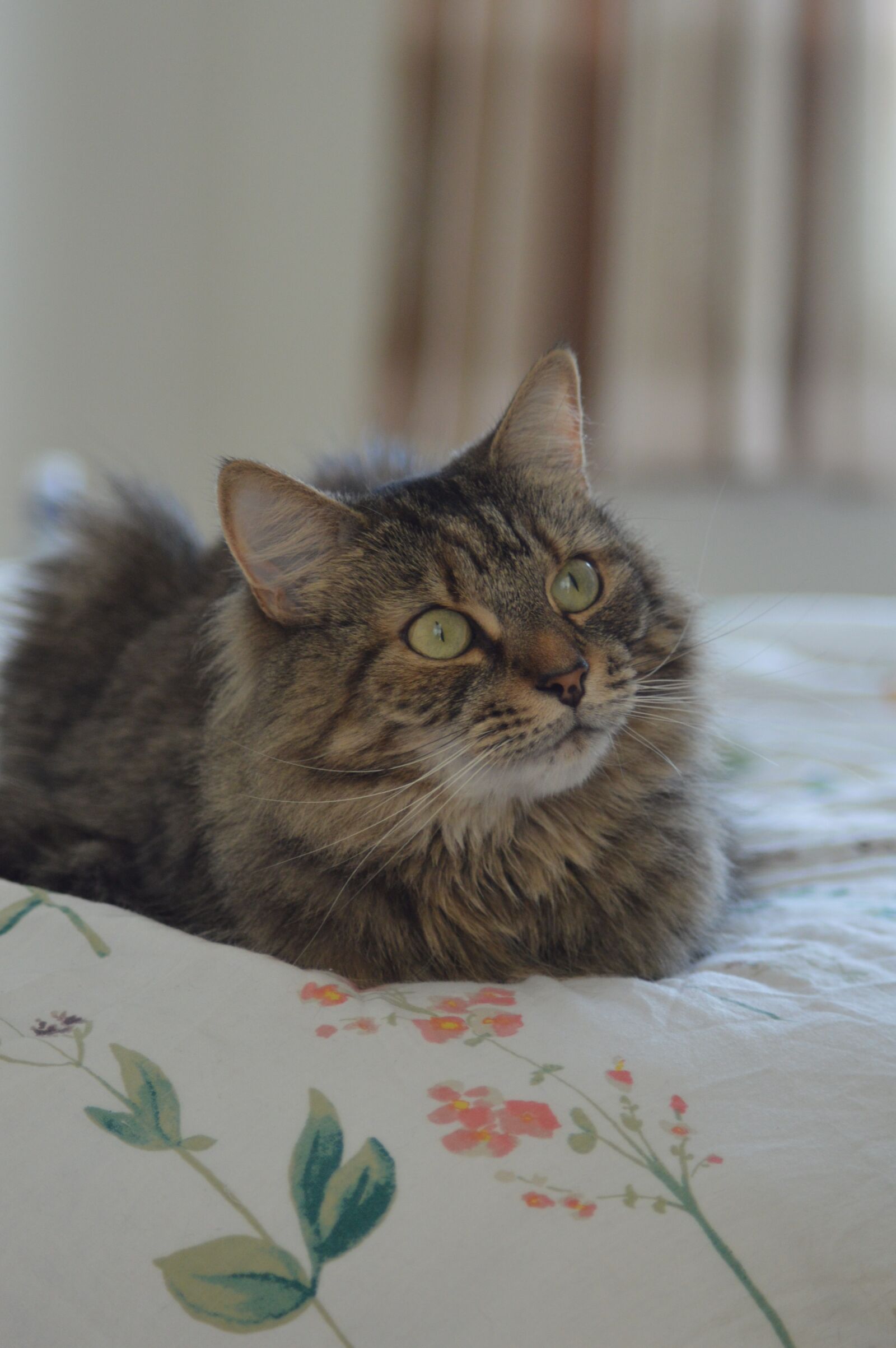 Nikon D3200 sample photo. Cat, tabby, fur photography