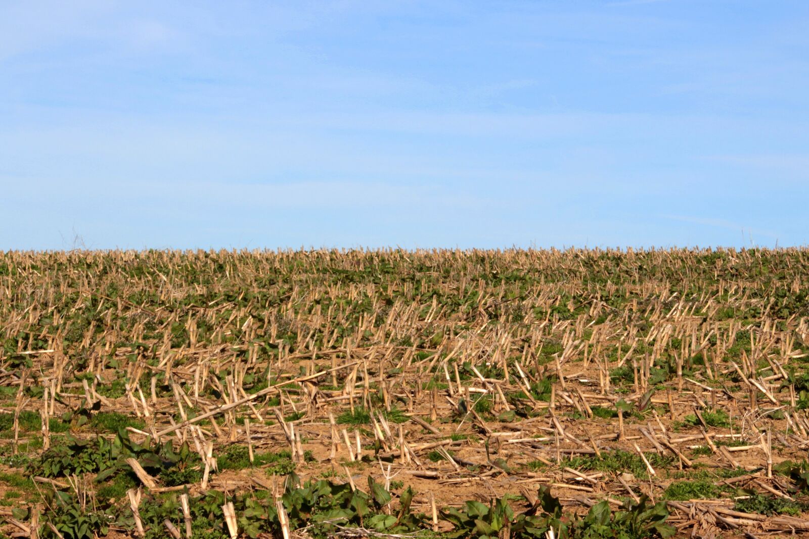 Canon EOS 650D (EOS Rebel T4i / EOS Kiss X6i) sample photo. Arable, field, corn stubble photography