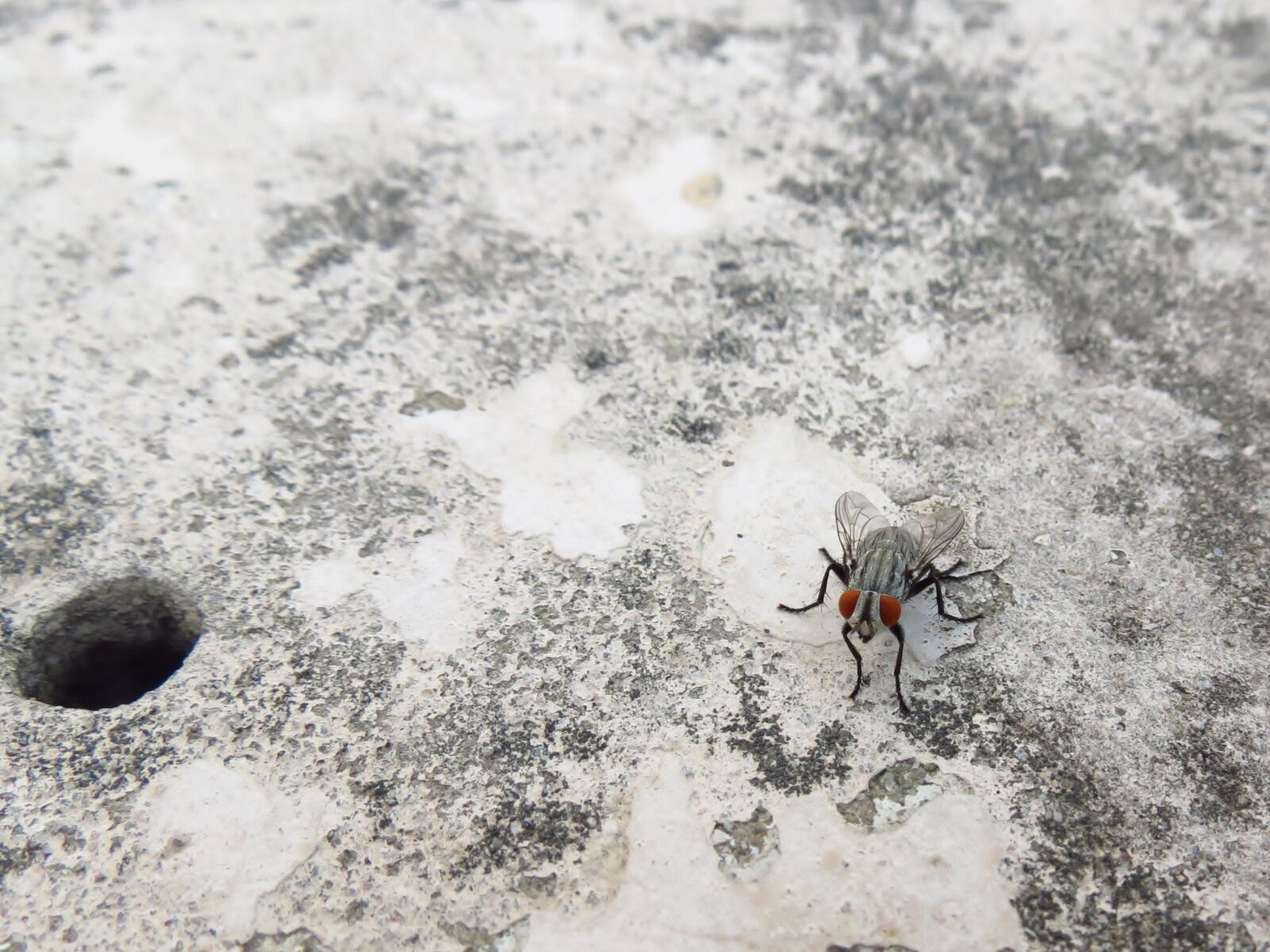 Canon PowerShot SX40 HS sample photo. Grey, and, black, fly photography