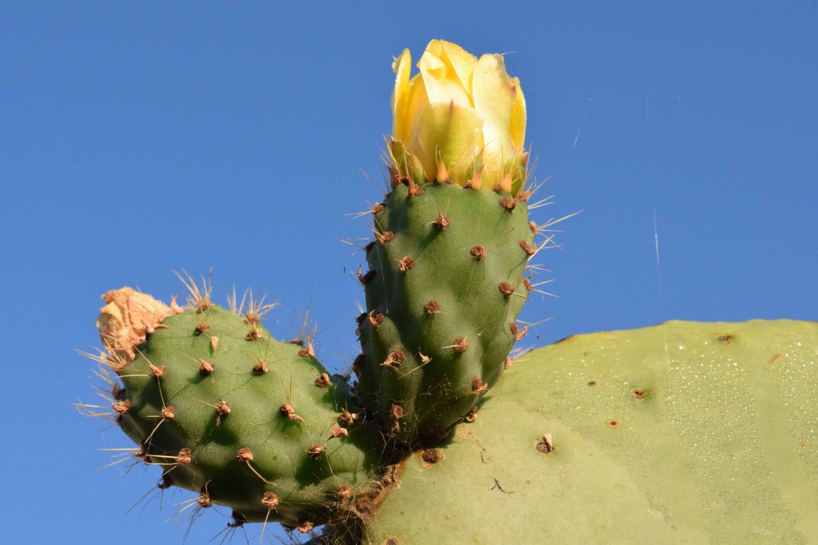 Nikon D3300 sample photo. Sharp, flora, nature, cactus photography