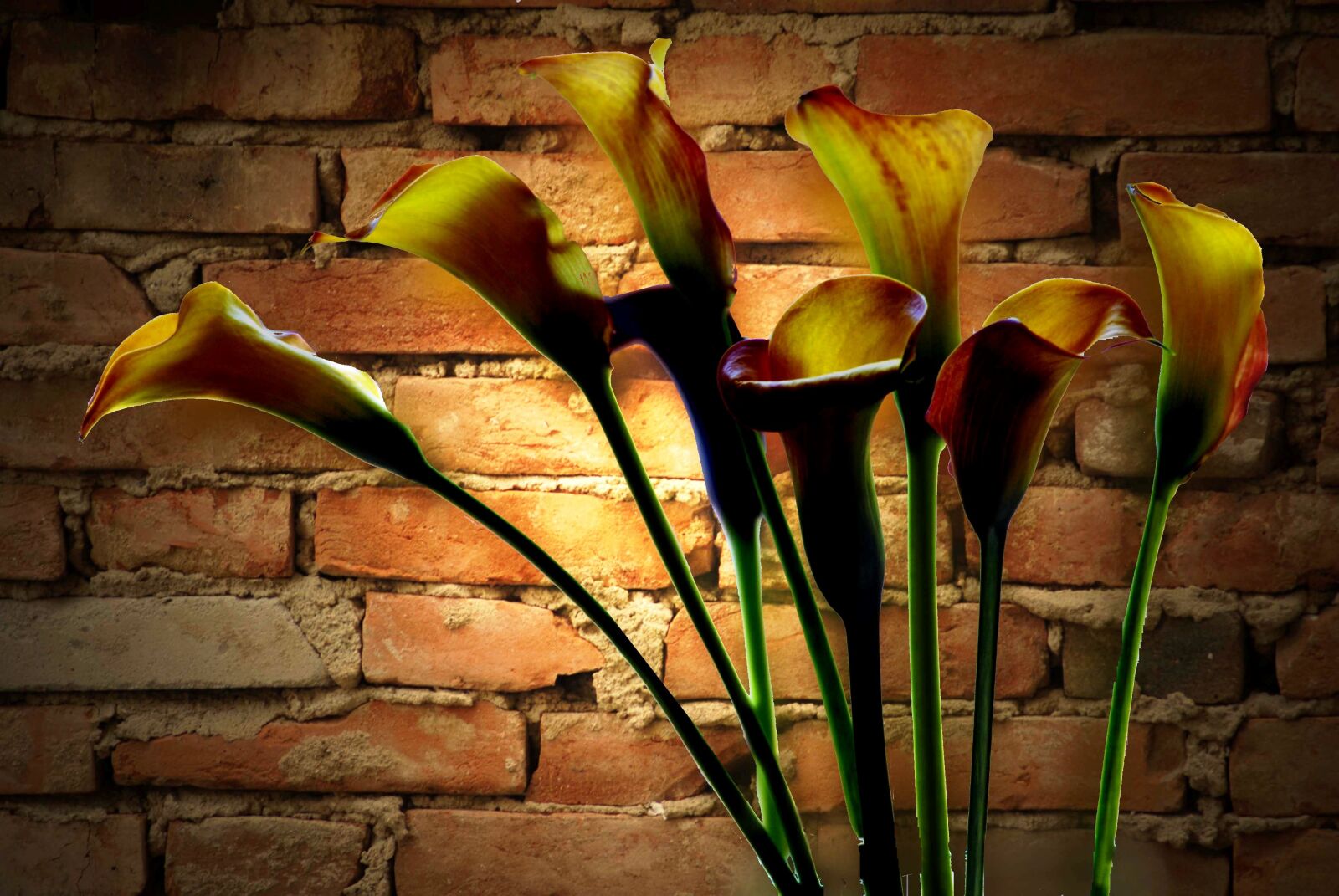 Nikon D200 sample photo. Flowers, sludges, wall photography