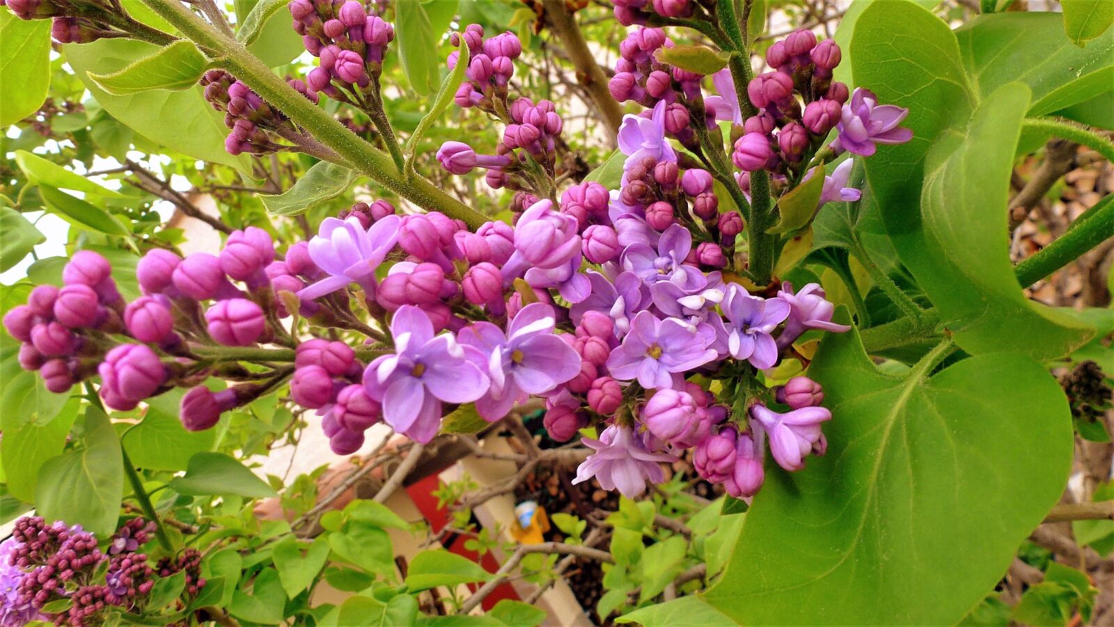 Panasonic Lumix DMC-ZS10 (Lumix DMC-TZ20 / Lumix DMC-TZ22) sample photo. Nature, flower, plant photography