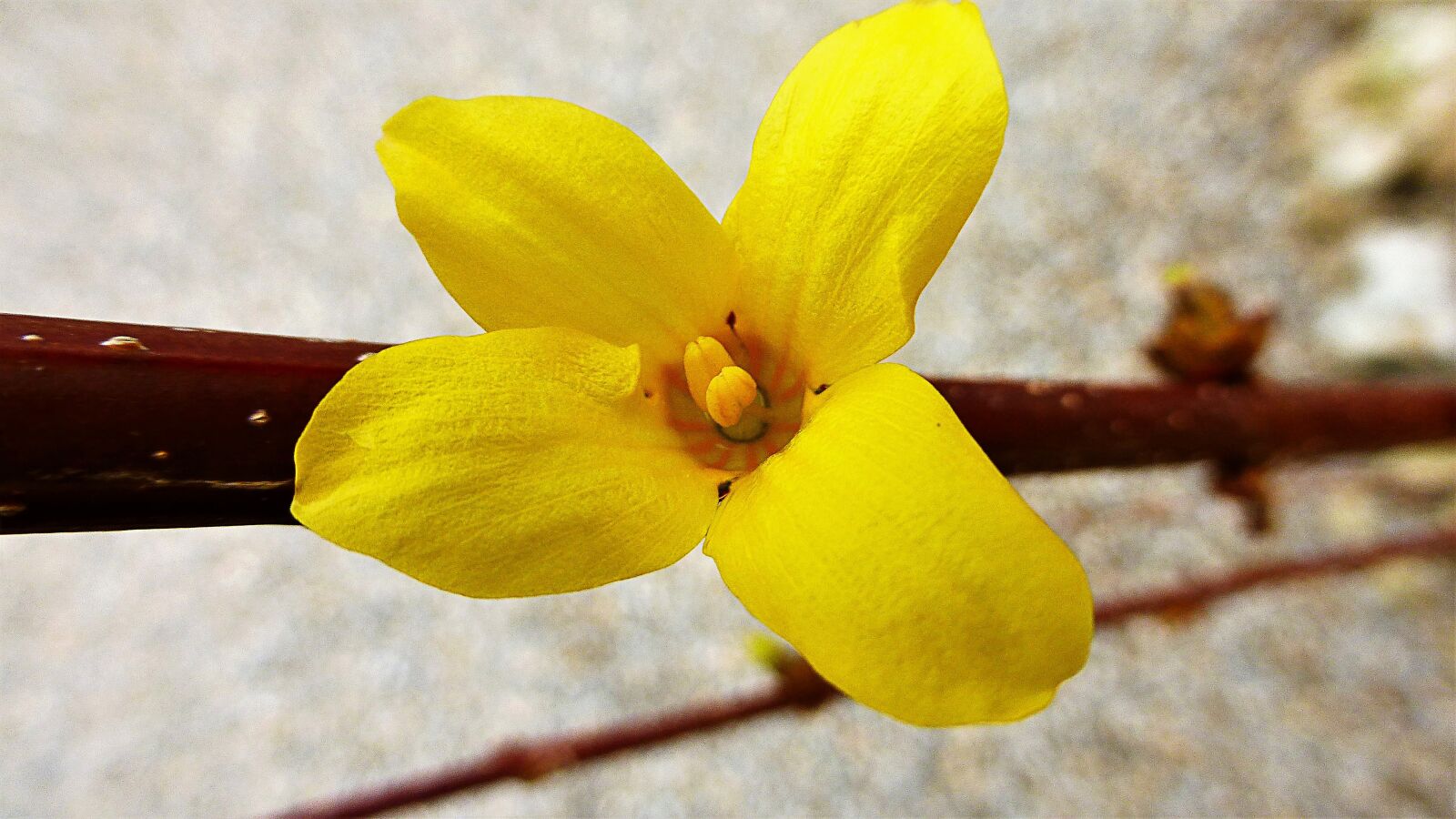 Panasonic Lumix DMC-ZS25 (Lumix DMC-TZ35) sample photo. Nature, flower, plant photography