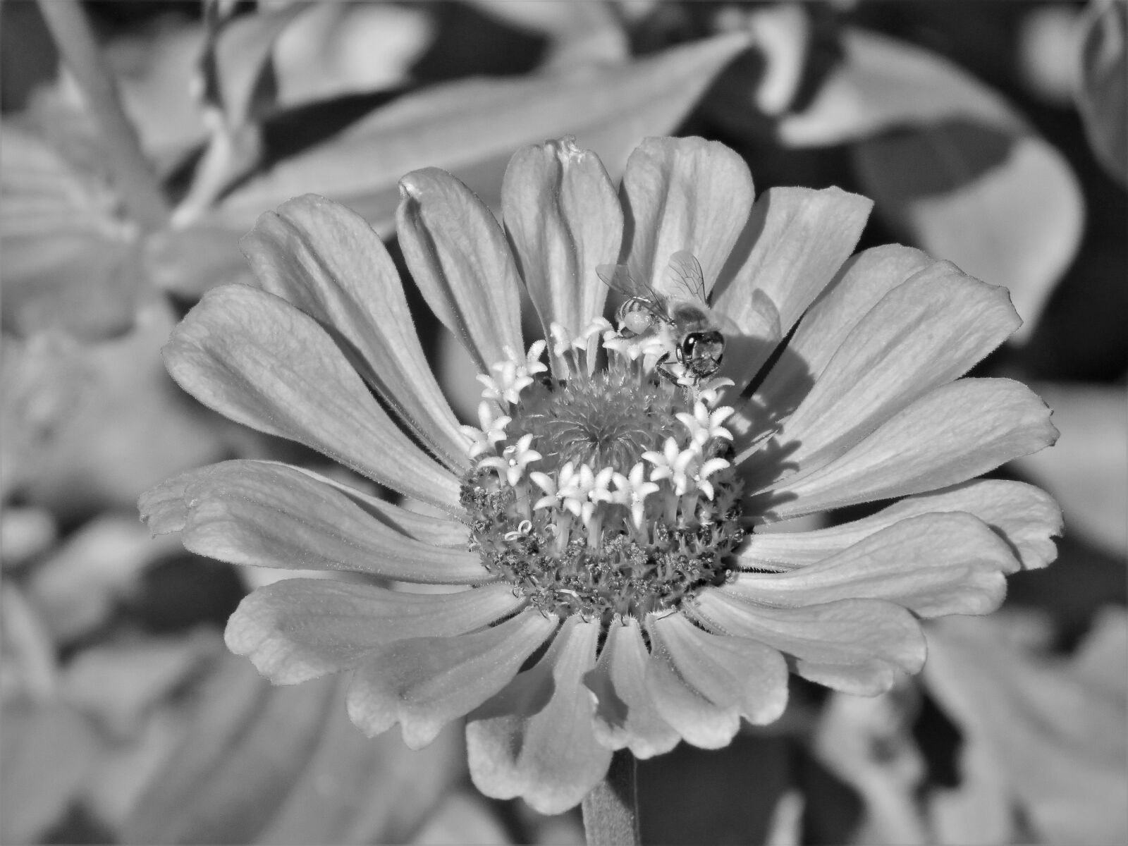 Canon PowerShot SX60 HS sample photo. Flower, black and white photography