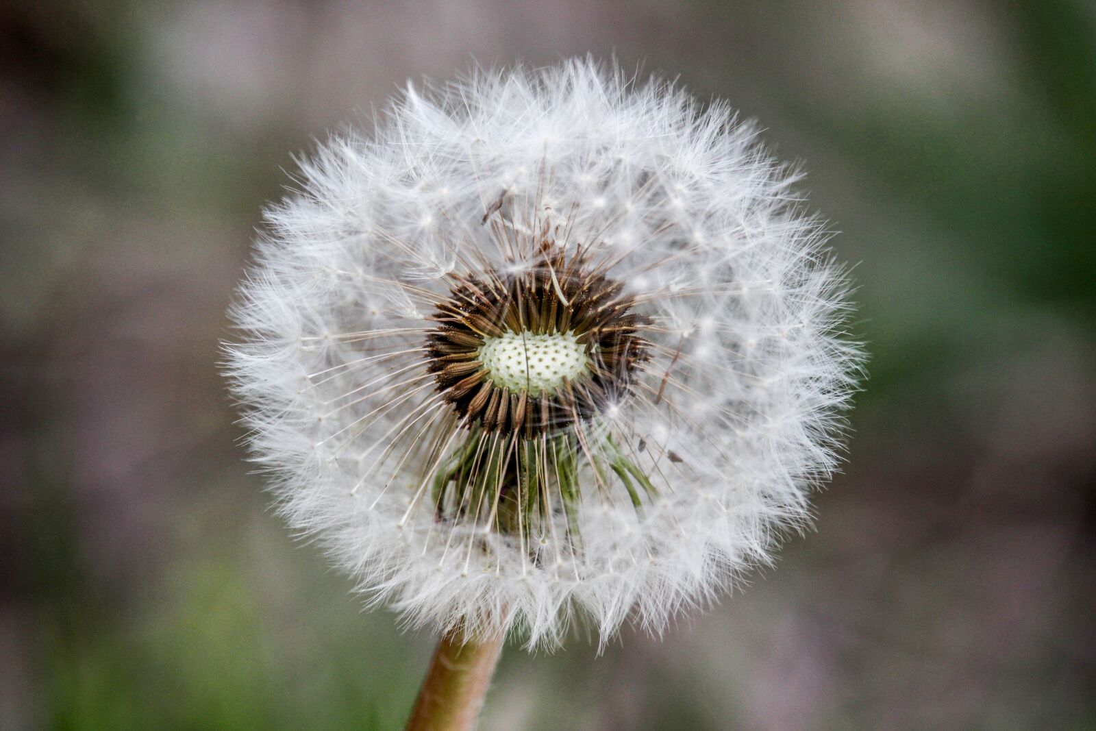 Canon EOS 700D (EOS Rebel T5i / EOS Kiss X7i) sample photo. Dandelion, nature, flora photography