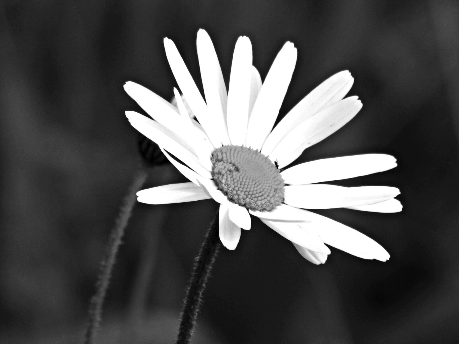 Canon PowerShot SX30 IS sample photo. Flower, meadow, spring photography