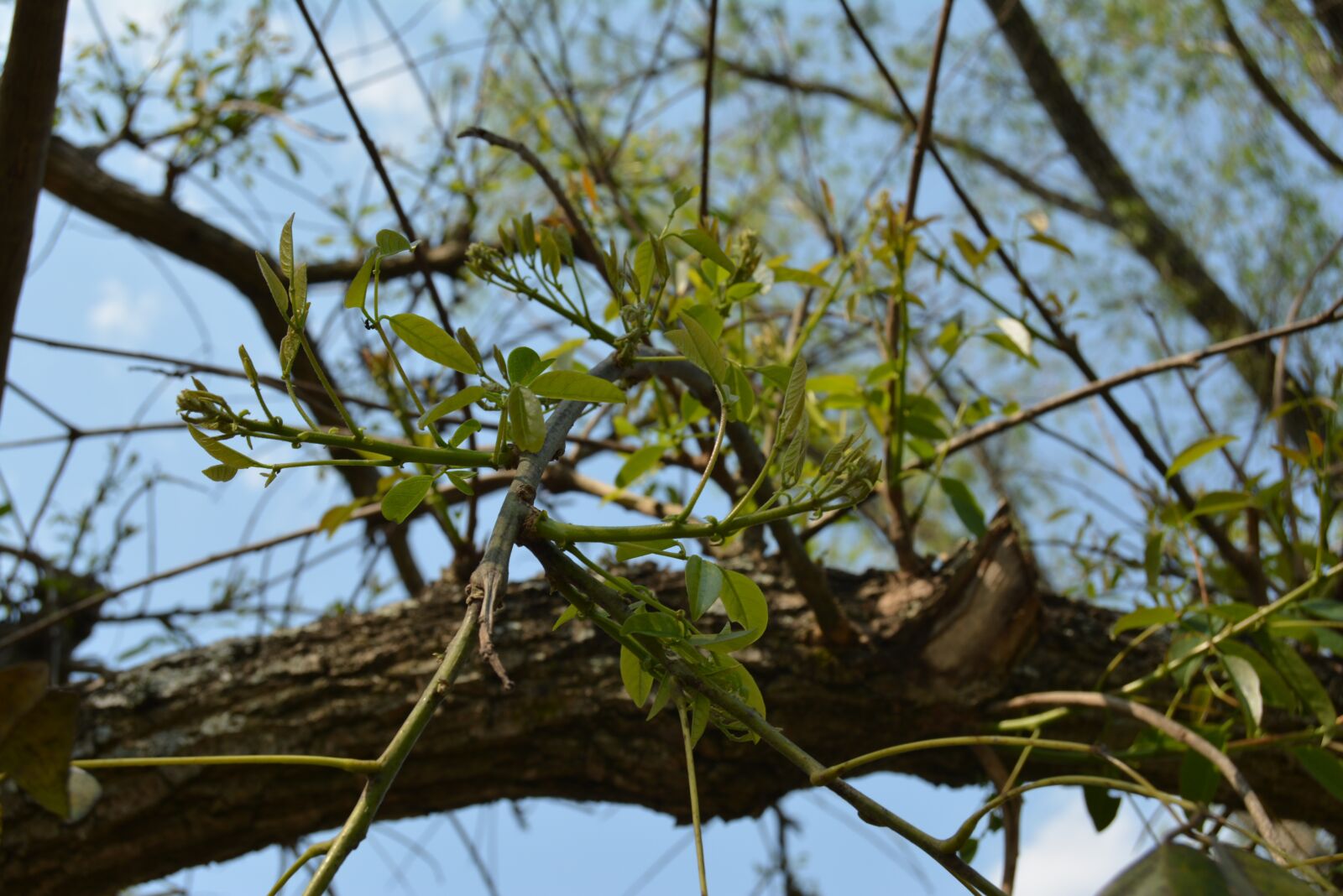 Nikon D5200 sample photo. Cielo, planta, arbol photography