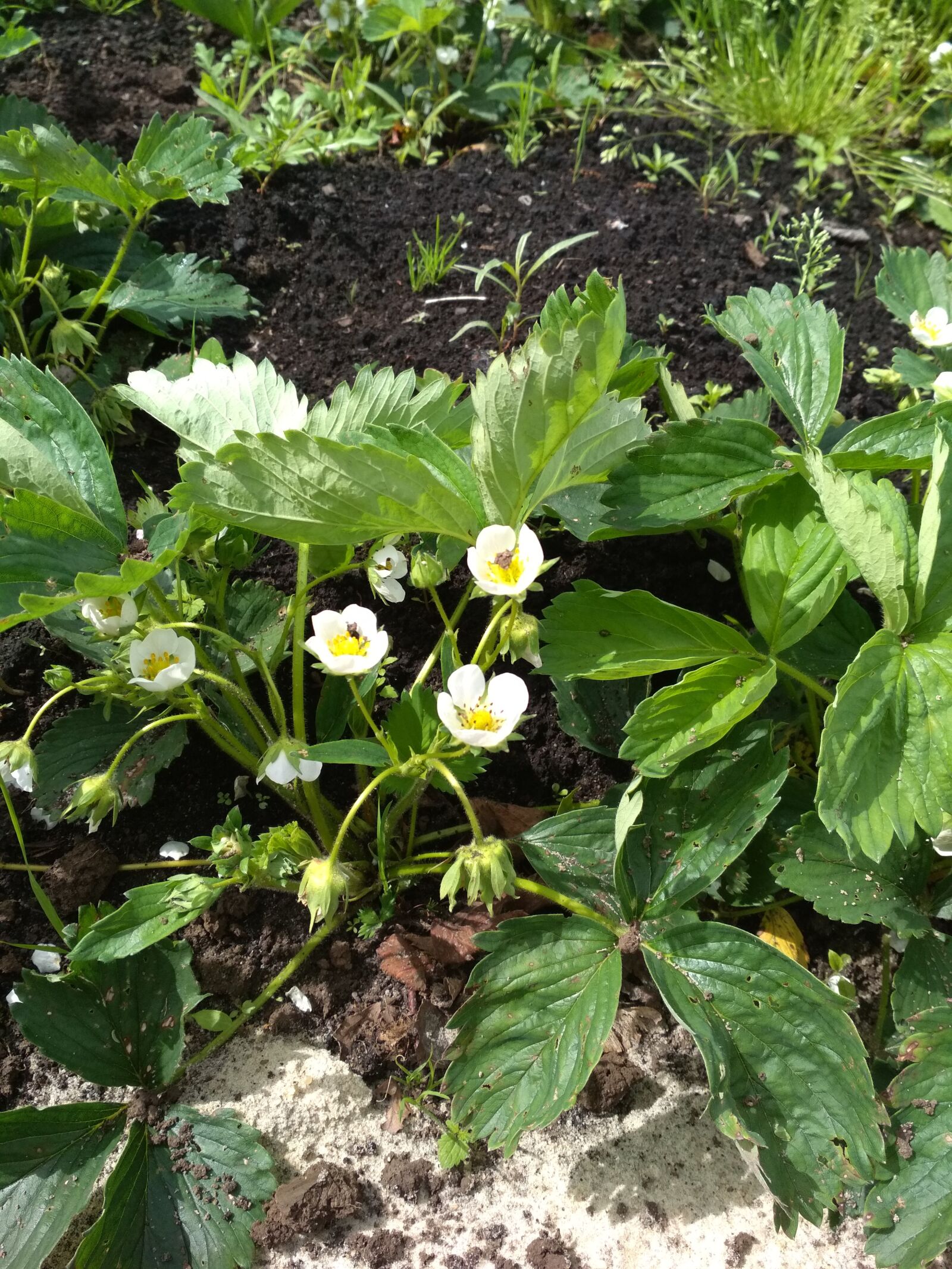Xiaomi Redmi 4X sample photo. Strawberry, strawberry blossoms, berry photography