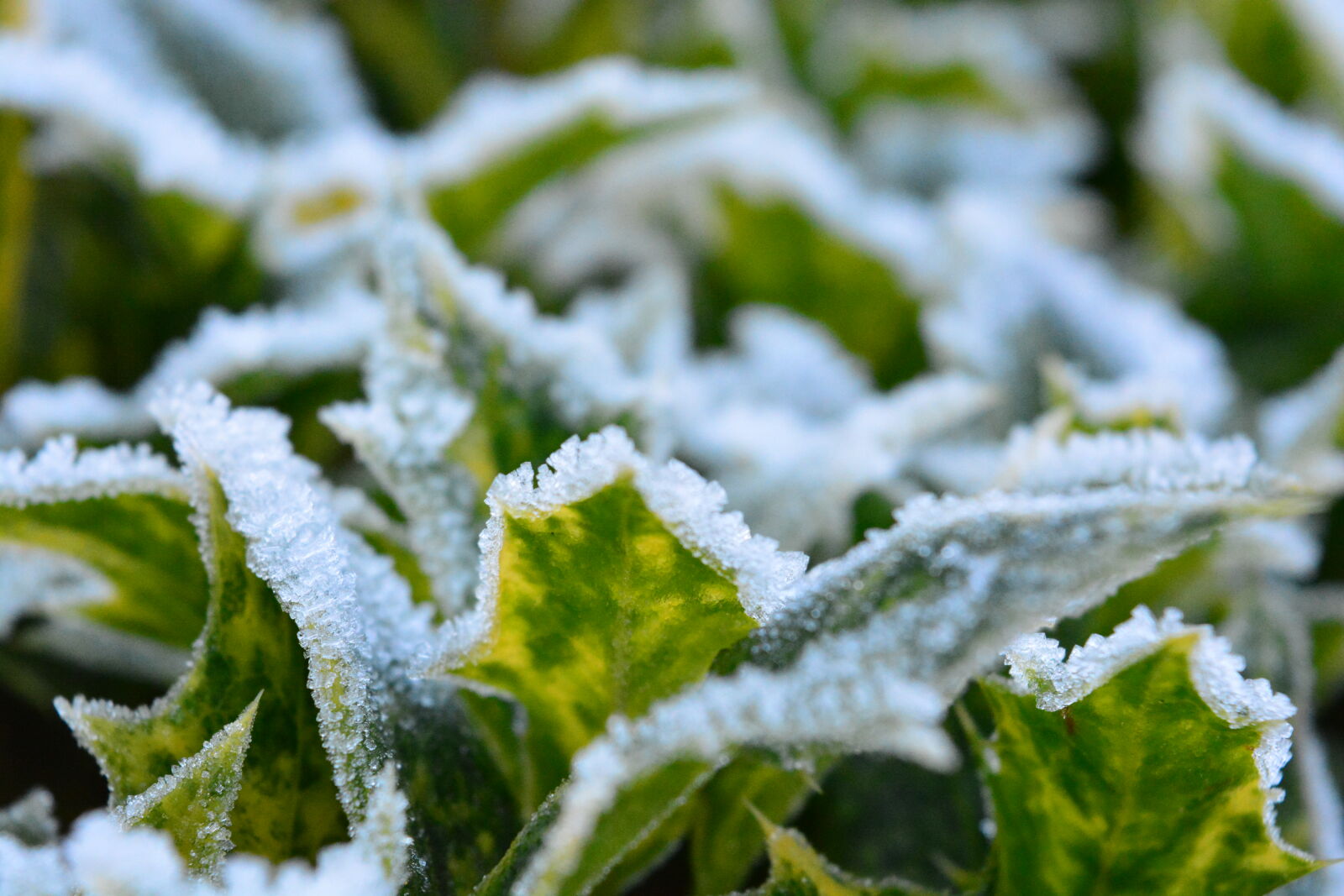 Nikon D5200 sample photo. Frozen, leaves, nature, winter photography