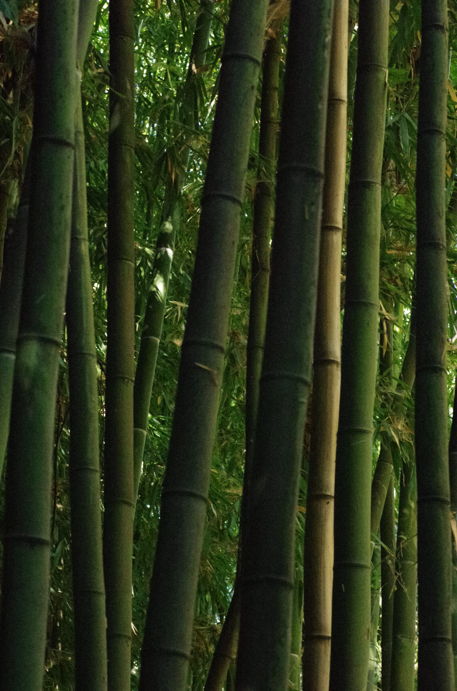 Pentax K-5 sample photo. Bamboo, forest, green photography