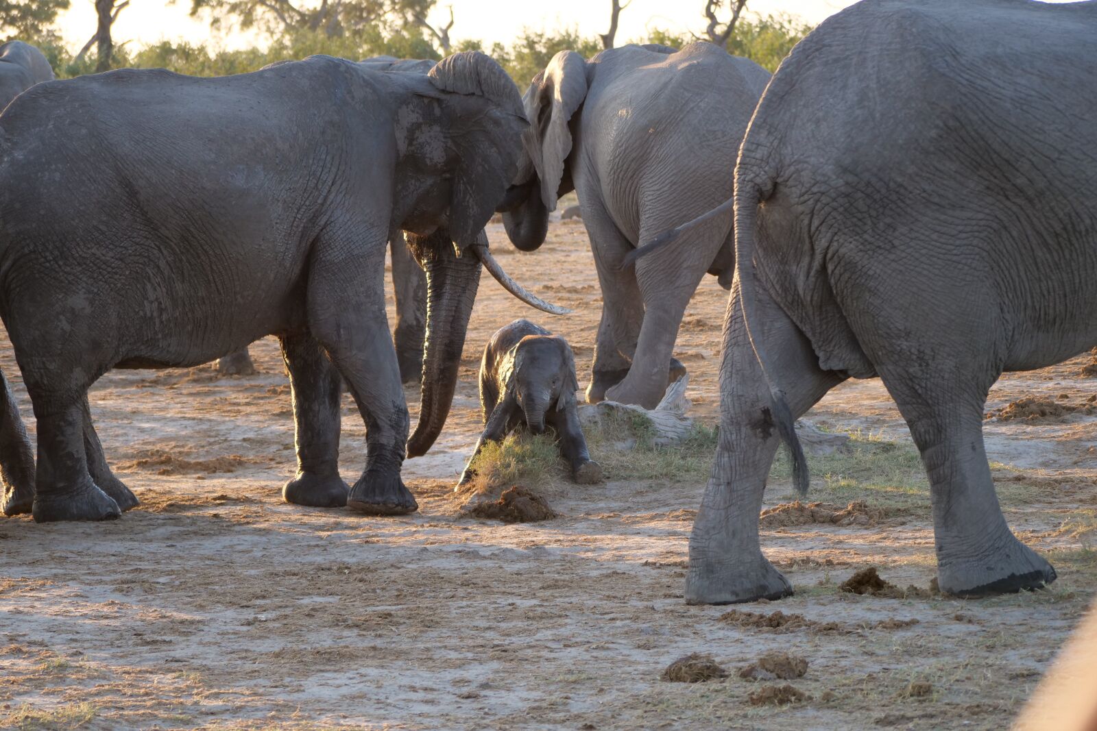 Panasonic Lumix DC-G9 sample photo. Elephant, flock, africa photography
